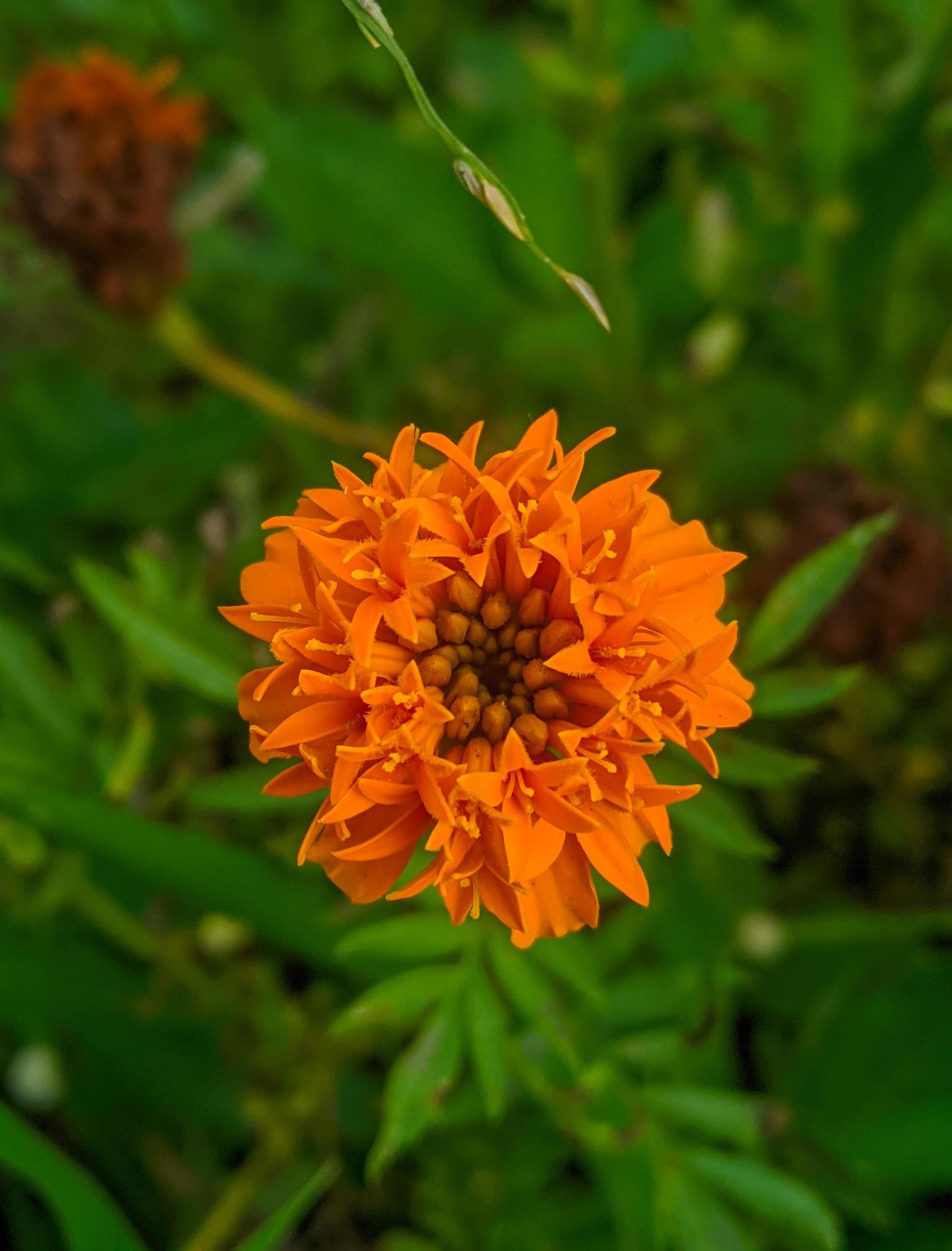 Orange marigold flowers. This flower has the meaning of beauty, wealth, fame, and warmth Stock Free