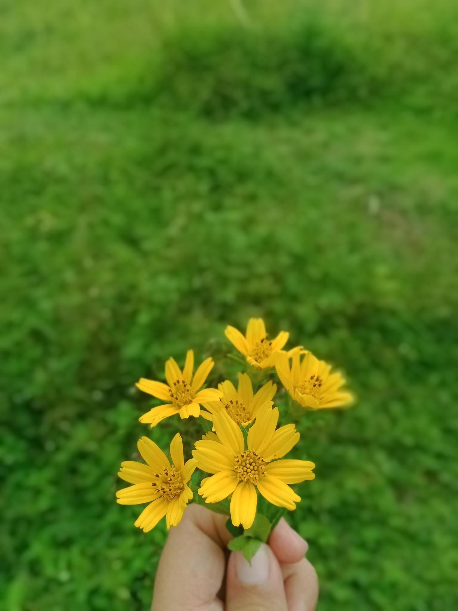 Hand-held colorful flower portrait Stock Free