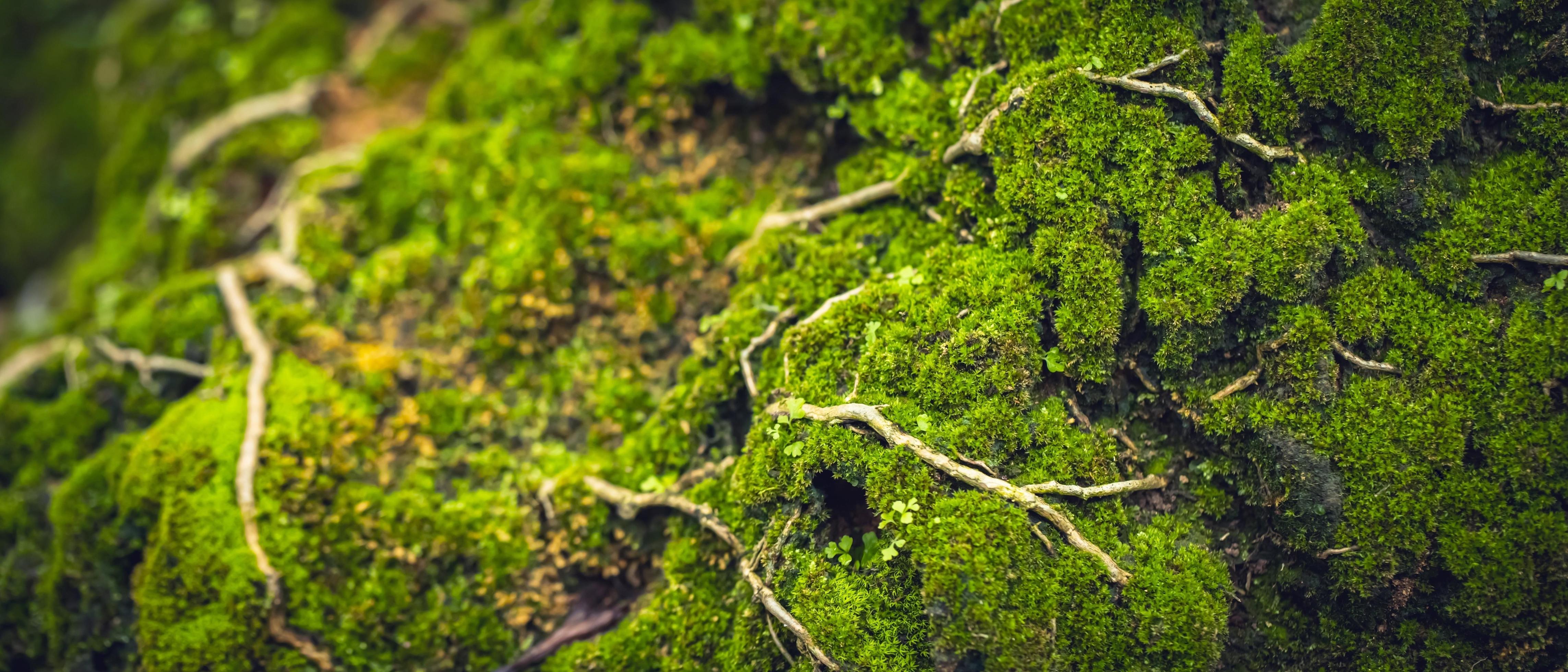 natural green moss on the rock Stock Free