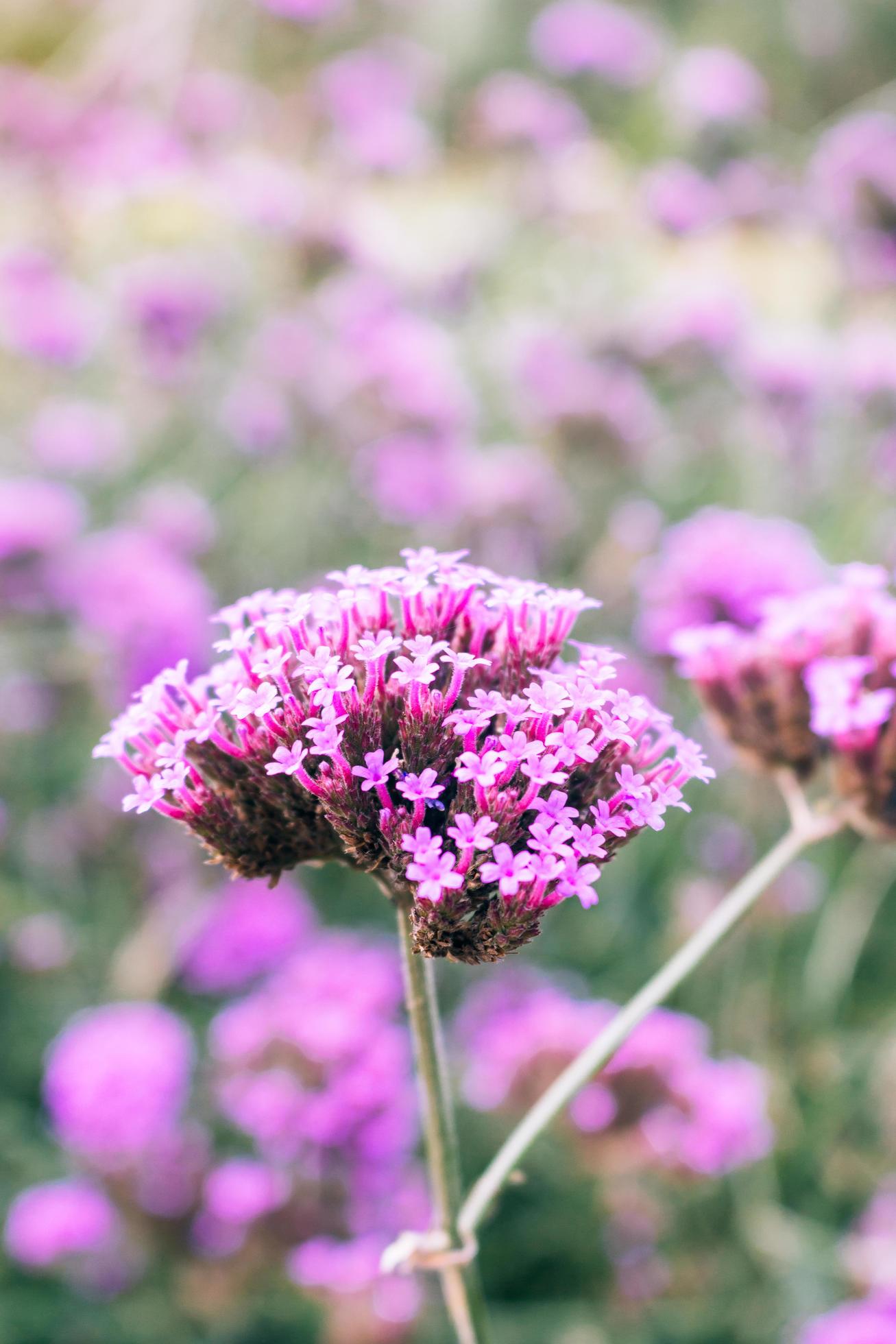 Purple flowers on beautiful bokeh background. Stock Free