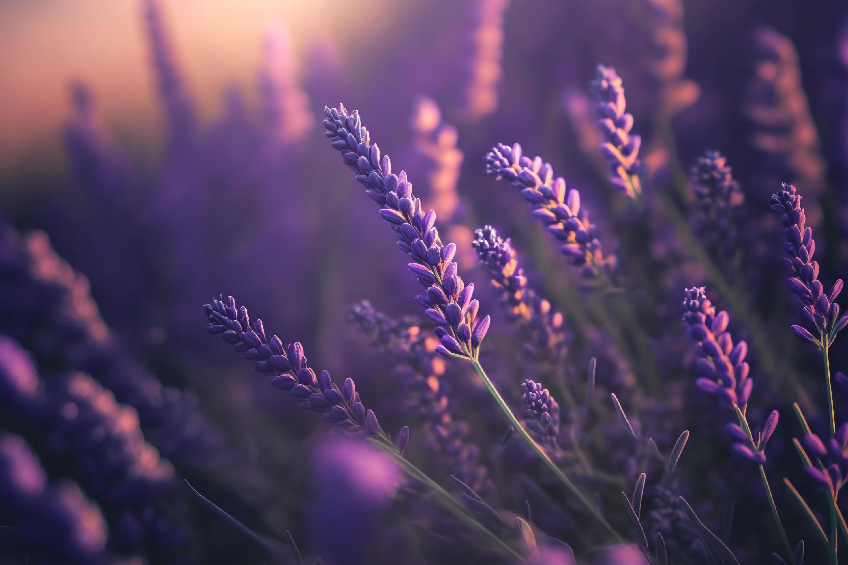 Blooming flagant lavender flowers on a field, closeup violet background Stock Free