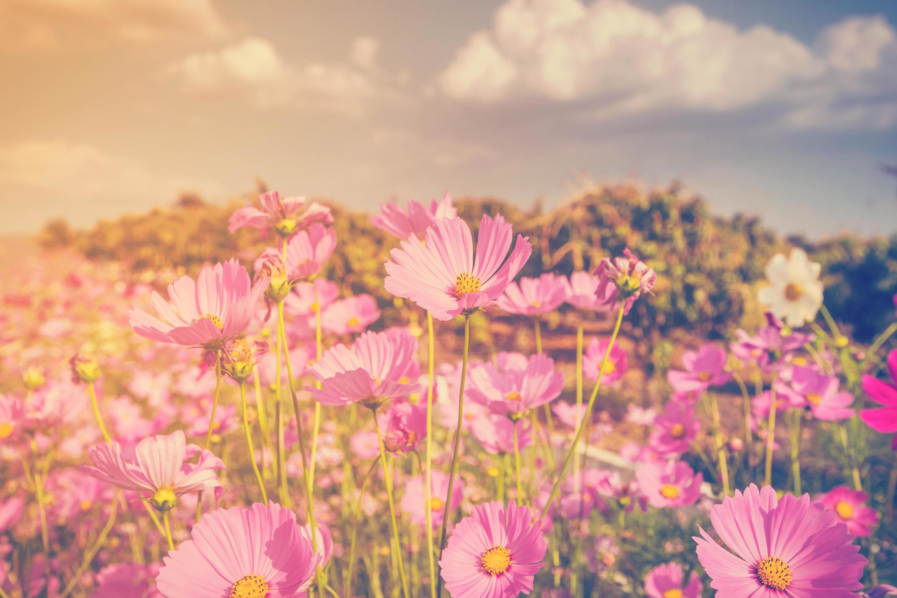 cosmos flower and sunlight with vintage tone. Stock Free