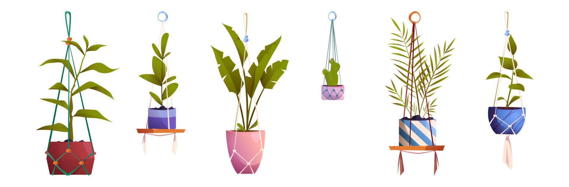 House plants in macrame hanging pots, flowers set Stock Free