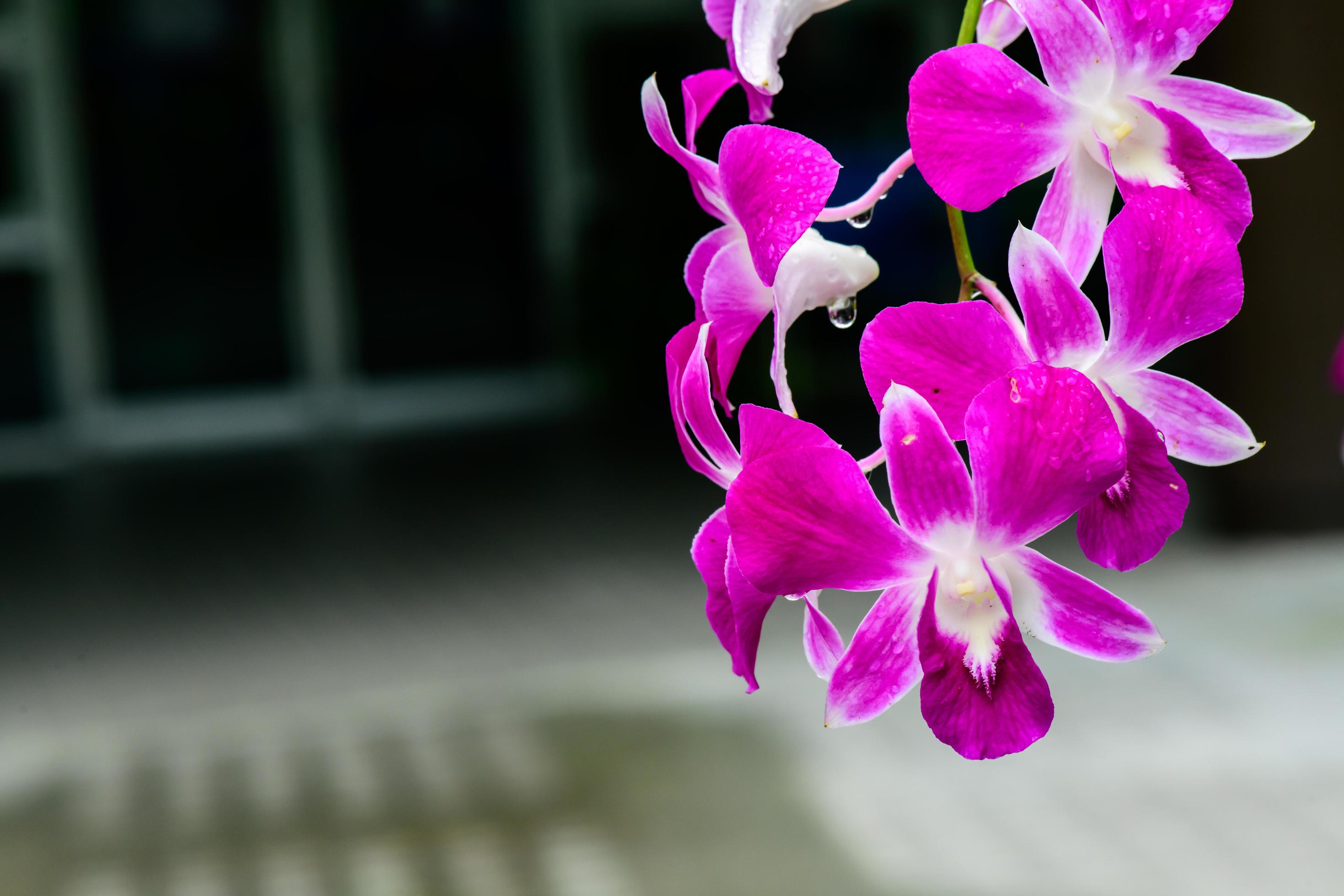 Purple fresh Orchids flowers in garden Stock Free