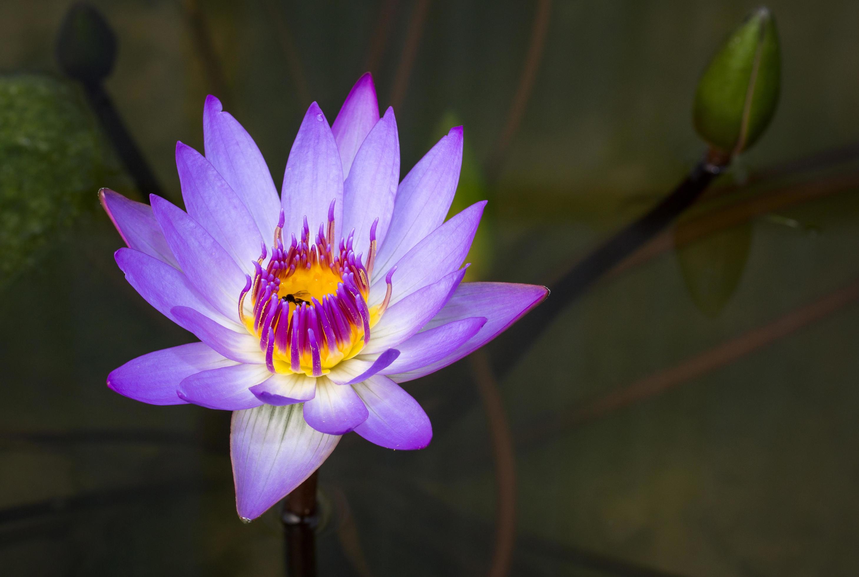 Purple lotus flower in pond Stock Free