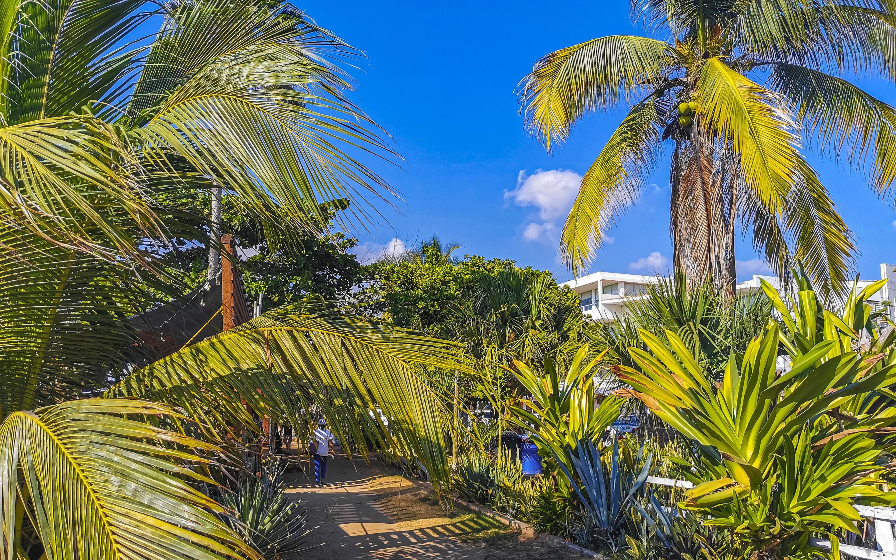 Tropical natural palm tree coconuts blue sky in Mexico. Stock Free