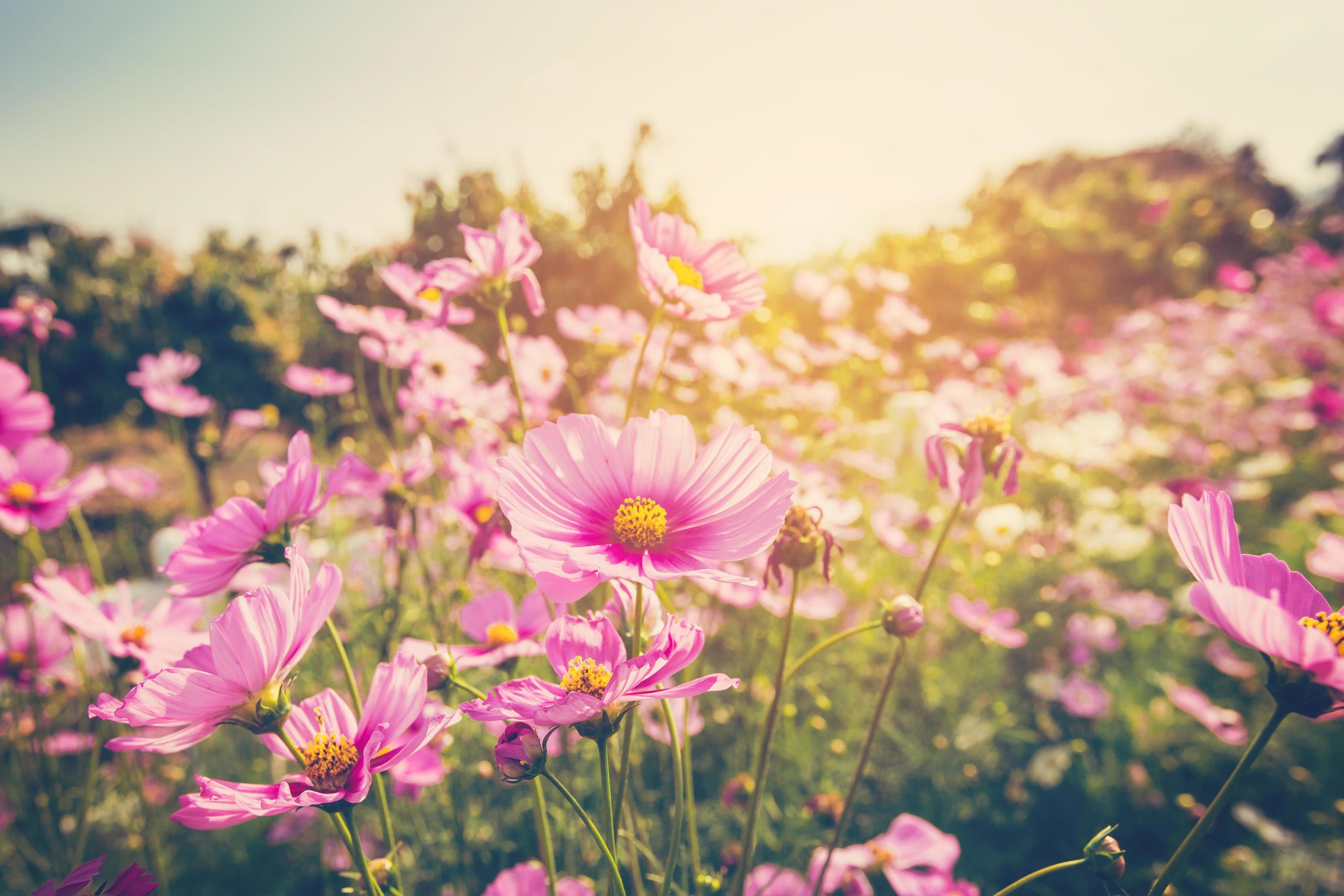 cosmos flower and sunlight with vintage tone. Stock Free