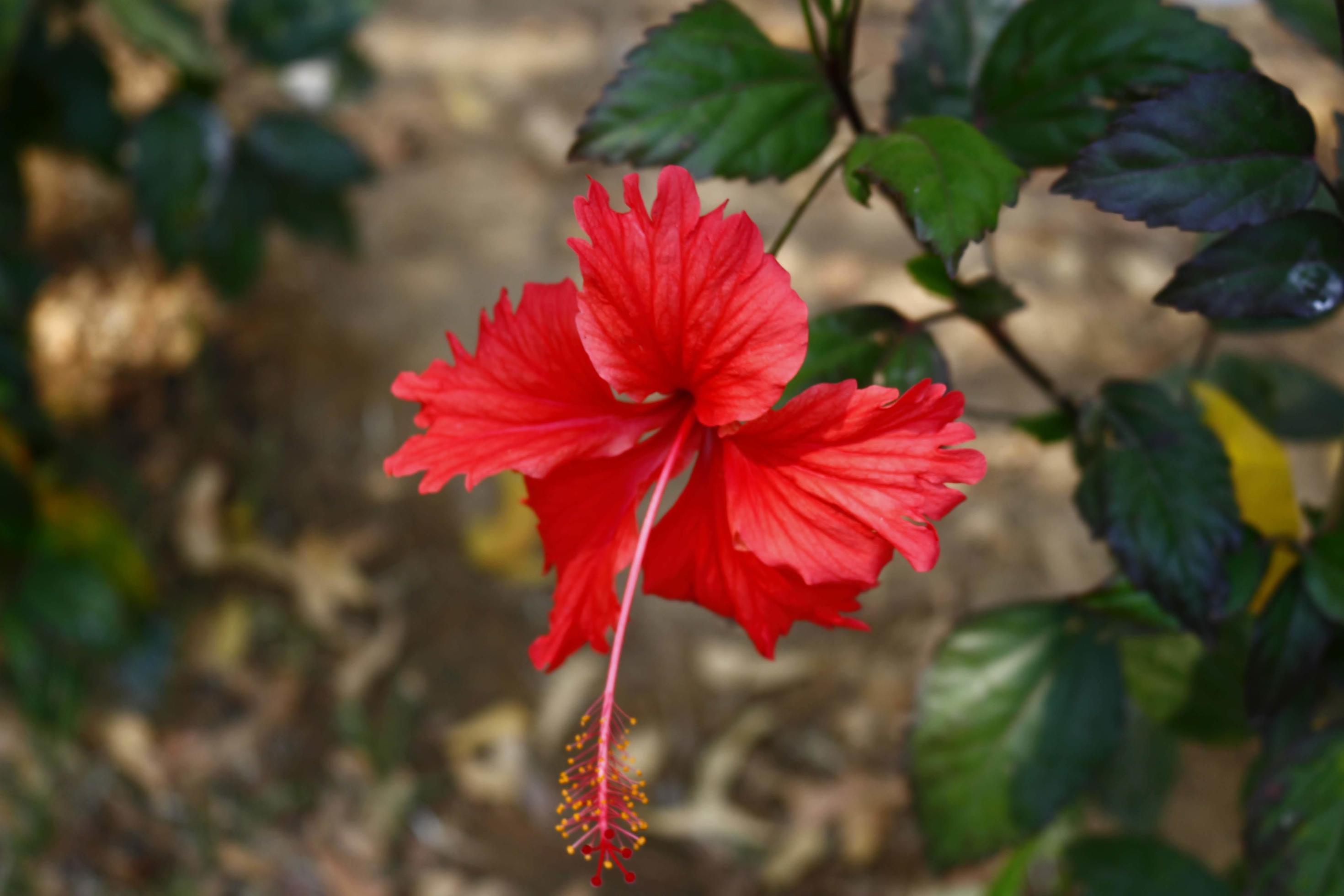 Flowering Plants in Outdoor Garden in Karachi Pakistan 2022 Stock Free