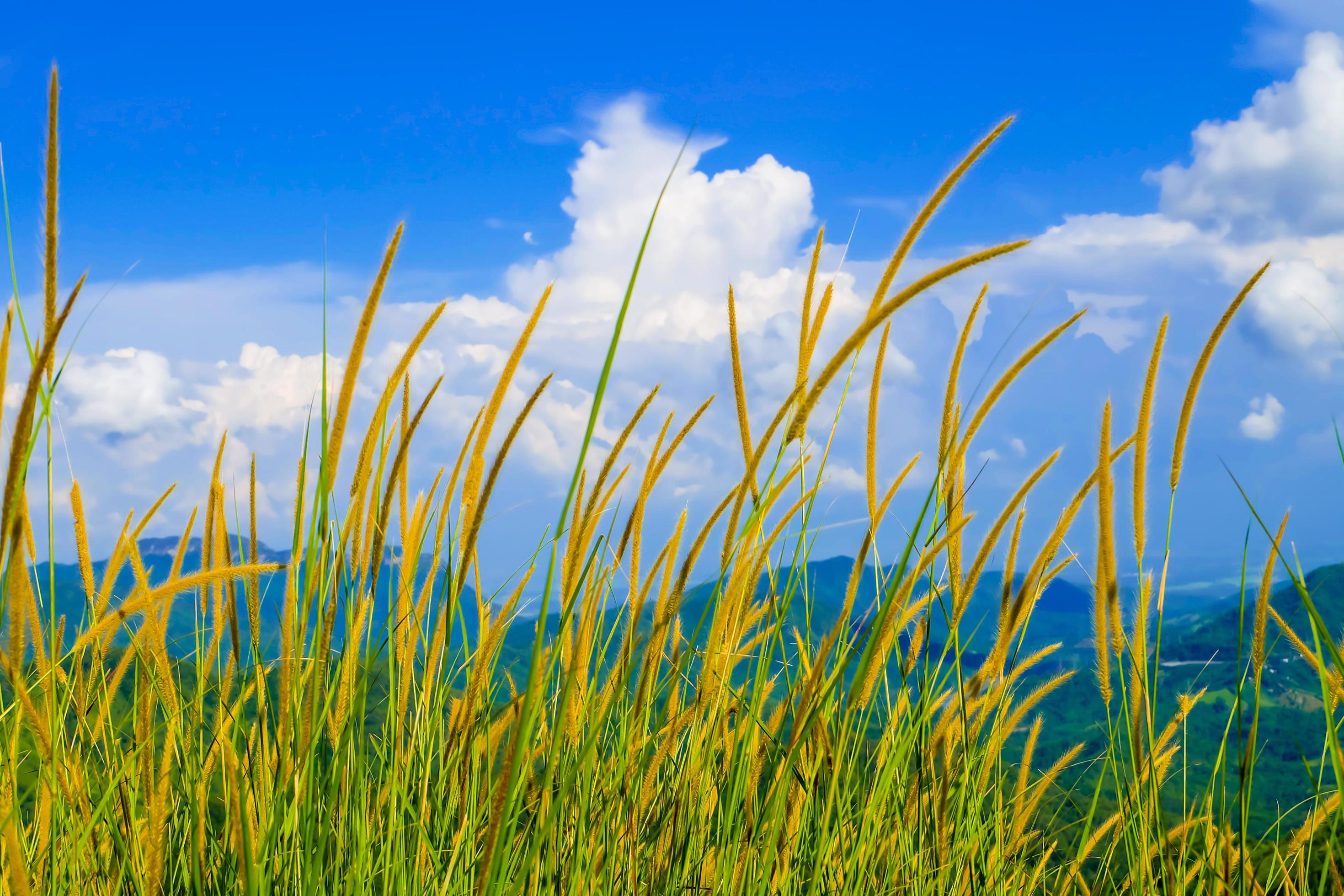 Beautiful spring field with a green grass and the mountainon blue sky white clouds Stock Free