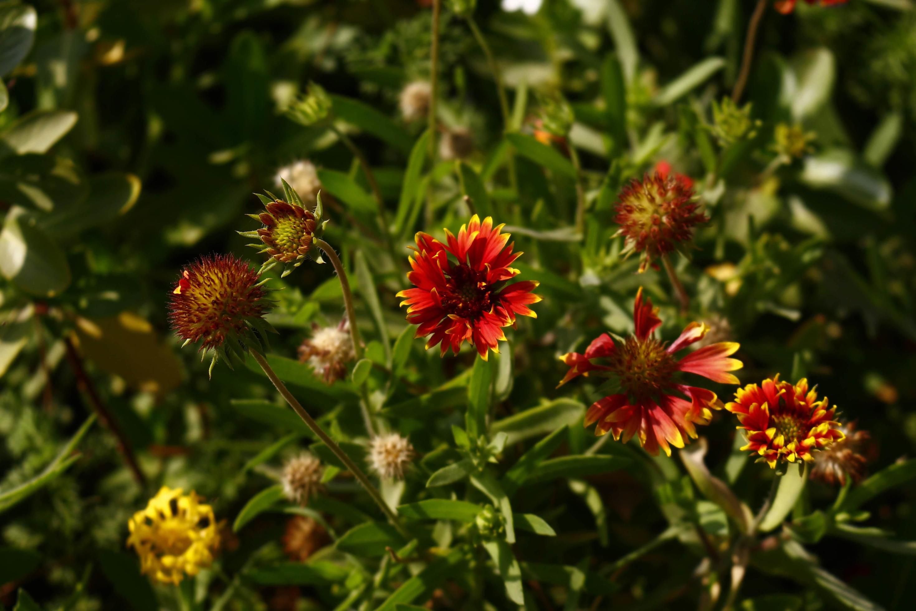 Bright Colorful Flowers In Outdoor Garden in Karachi Pakistan 2022 Stock Free