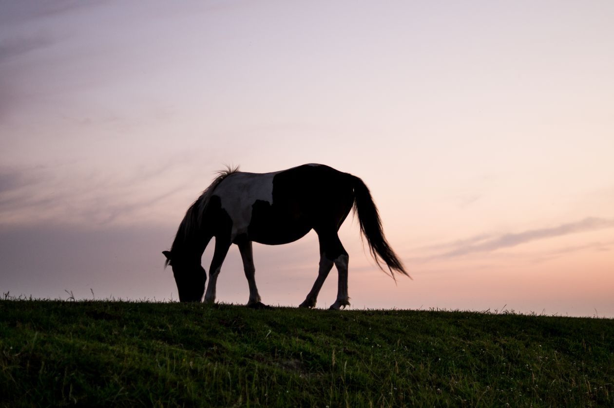 Sunset horse Stock Free