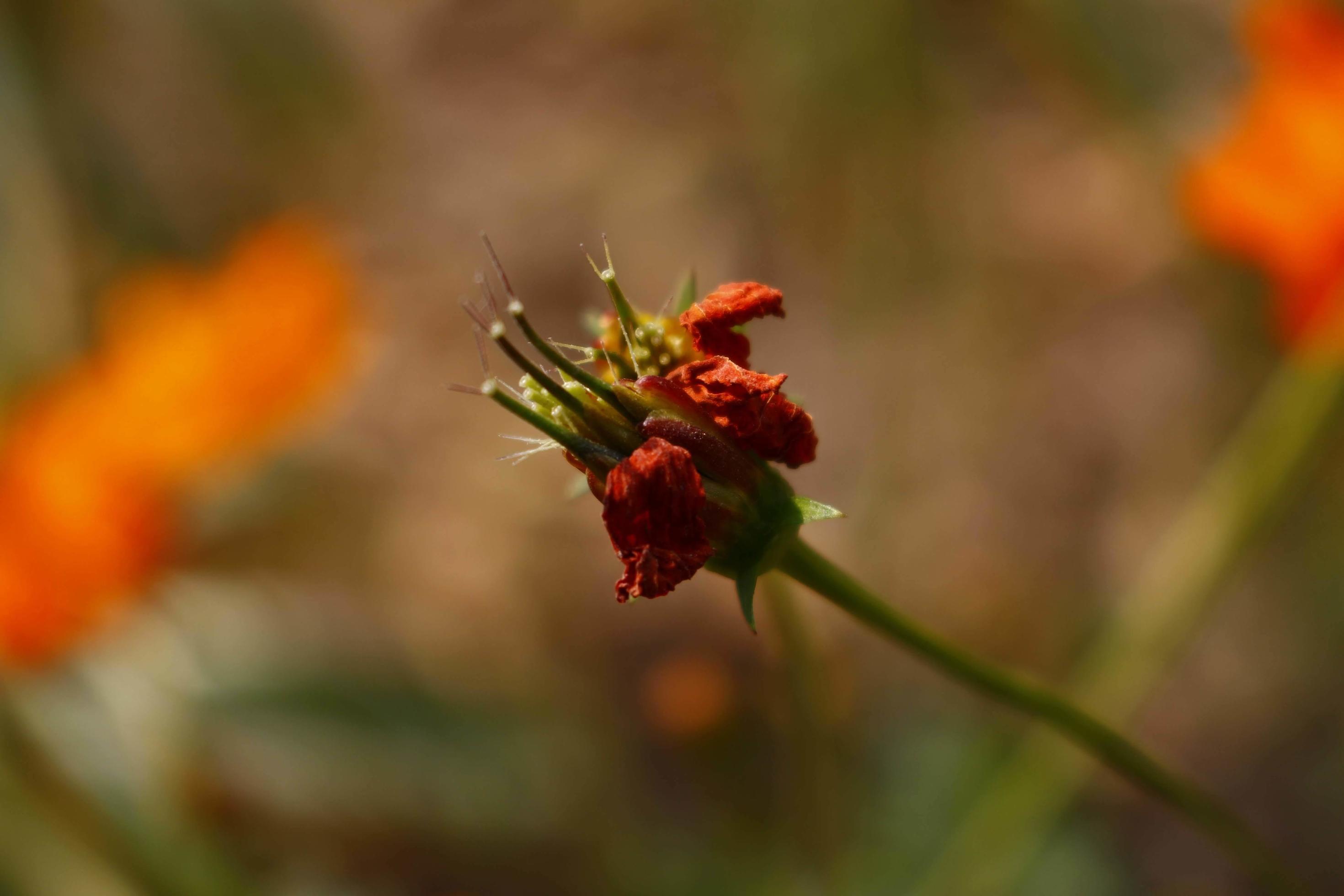 Bright Colored Flowering Plants in Outdoor Garden In Karachi Pakistan 2022 Stock Free