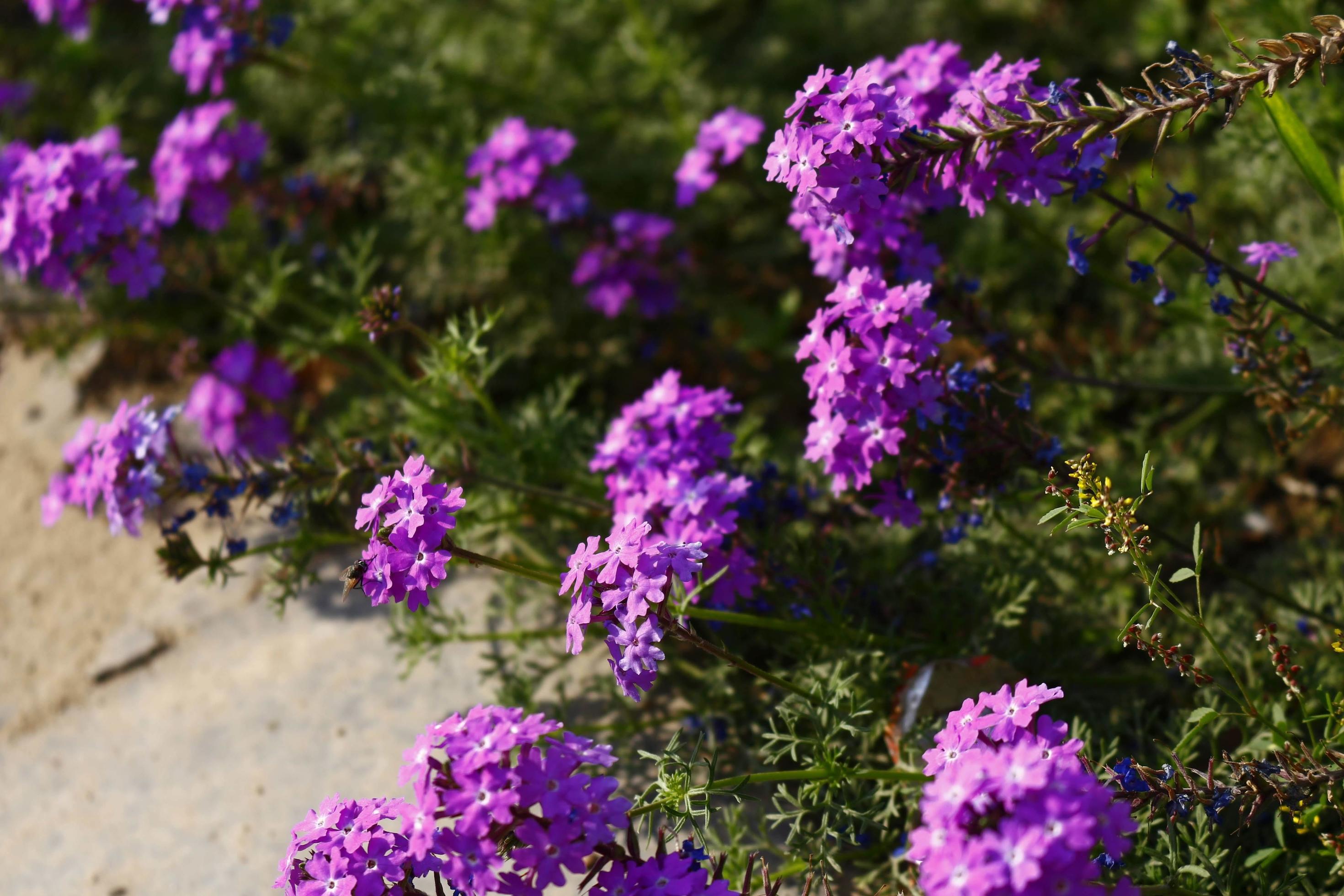 Bright Colorful Flowers In Outdoor Garden in Karachi Pakistan 2022 Stock Free