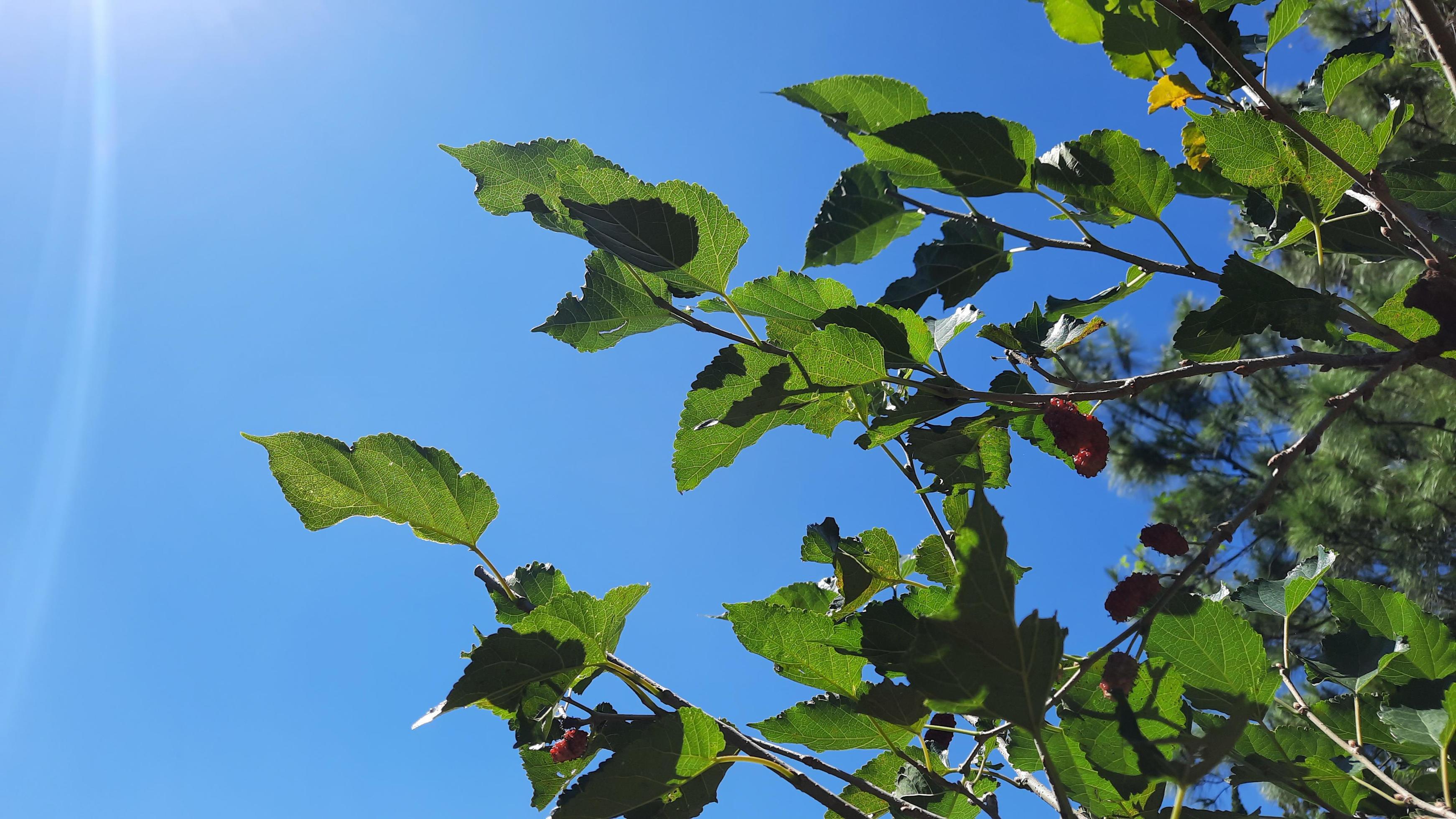 Blue sky nature background with strawberry plant branches adorn Stock Free