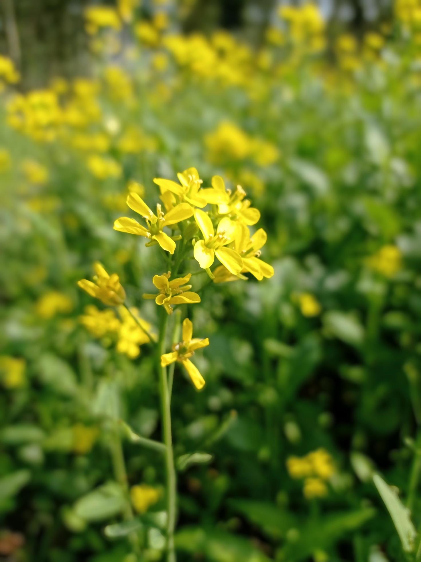 Mustard Flower Images Free Download Stock Free