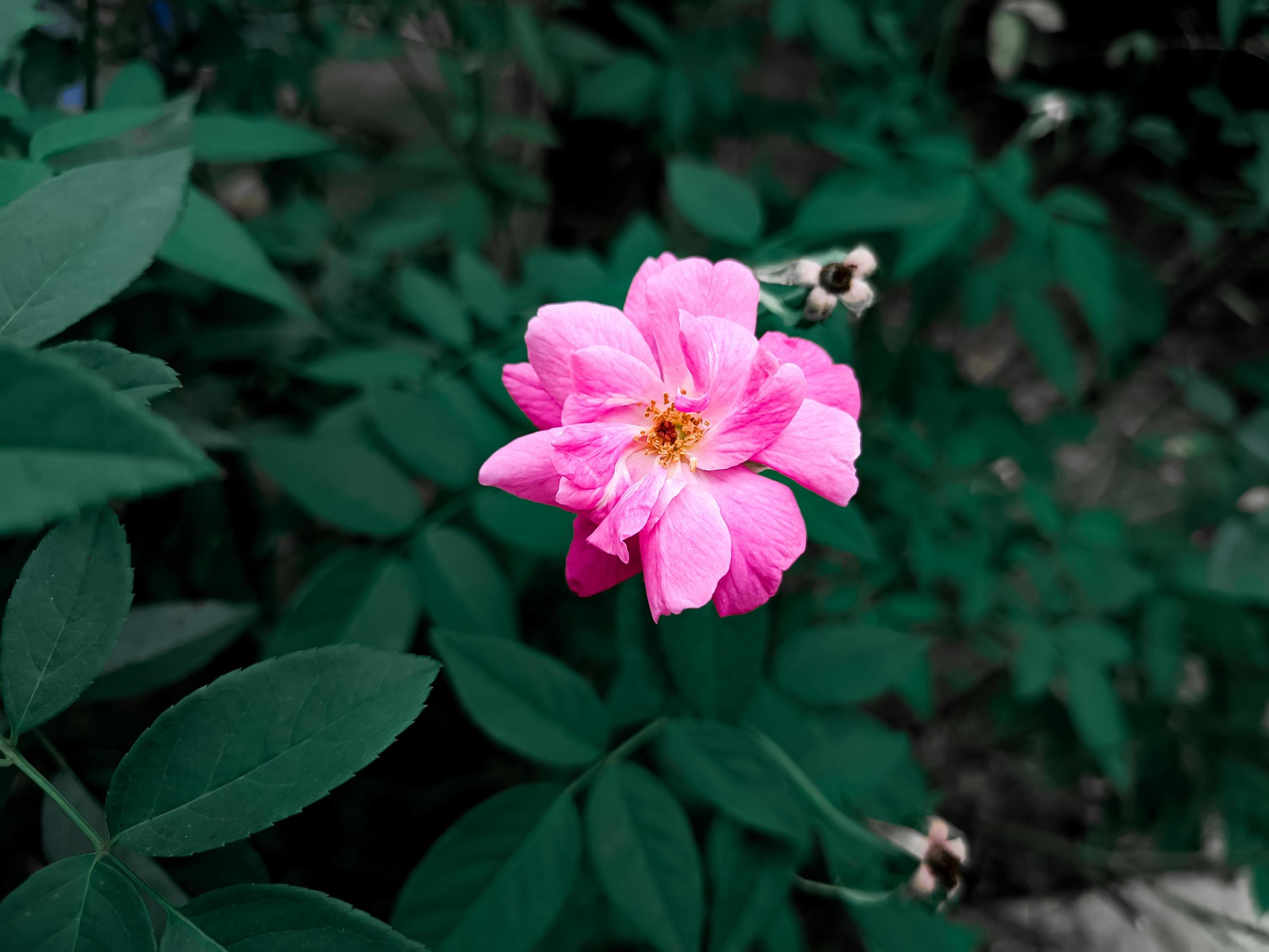 Aesthetic portrait of a rosa flower with vivid pink color Stock Free