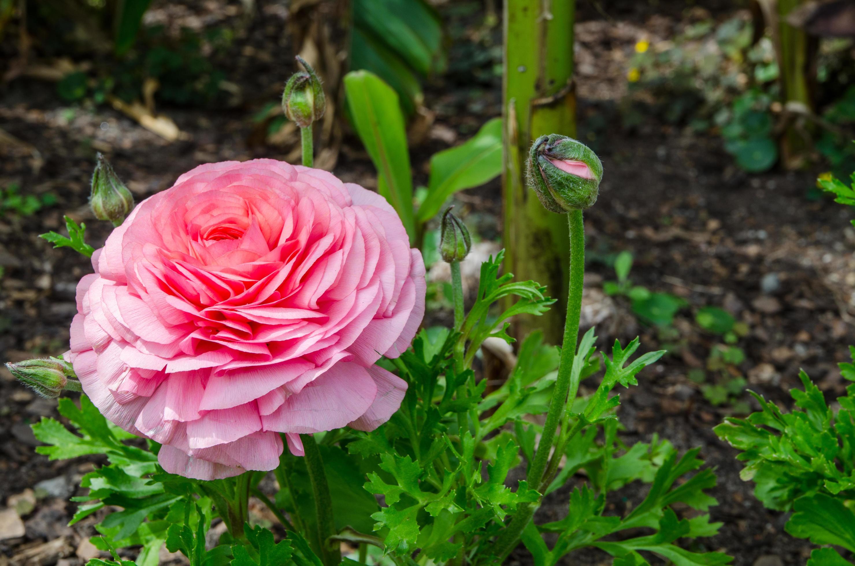 Lovely pink beautiful rose flower with green leaves in the garden. Stock Free