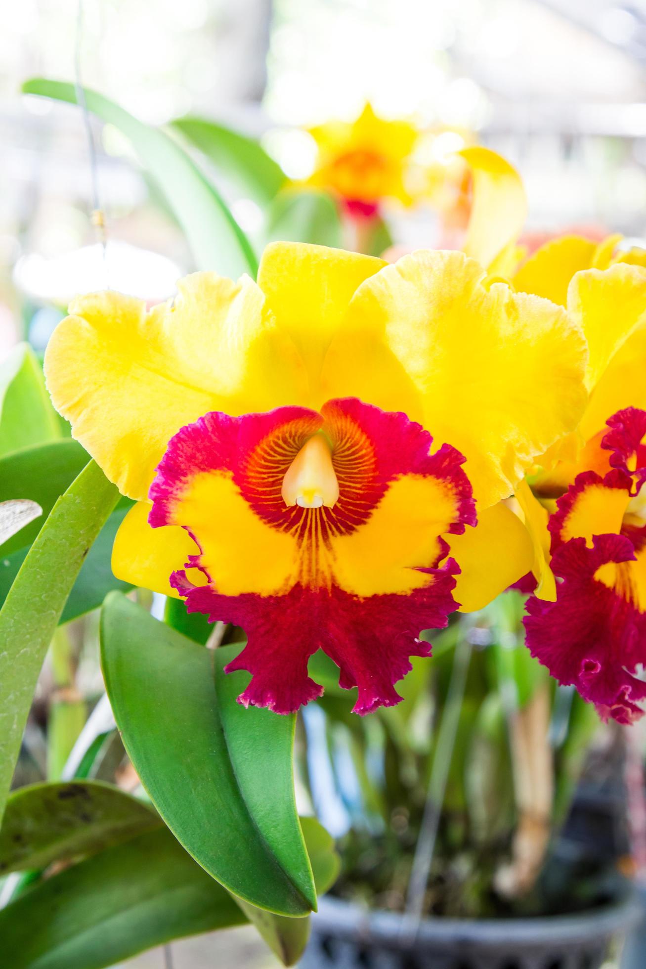 close up orchid flower in pot plant Stock Free