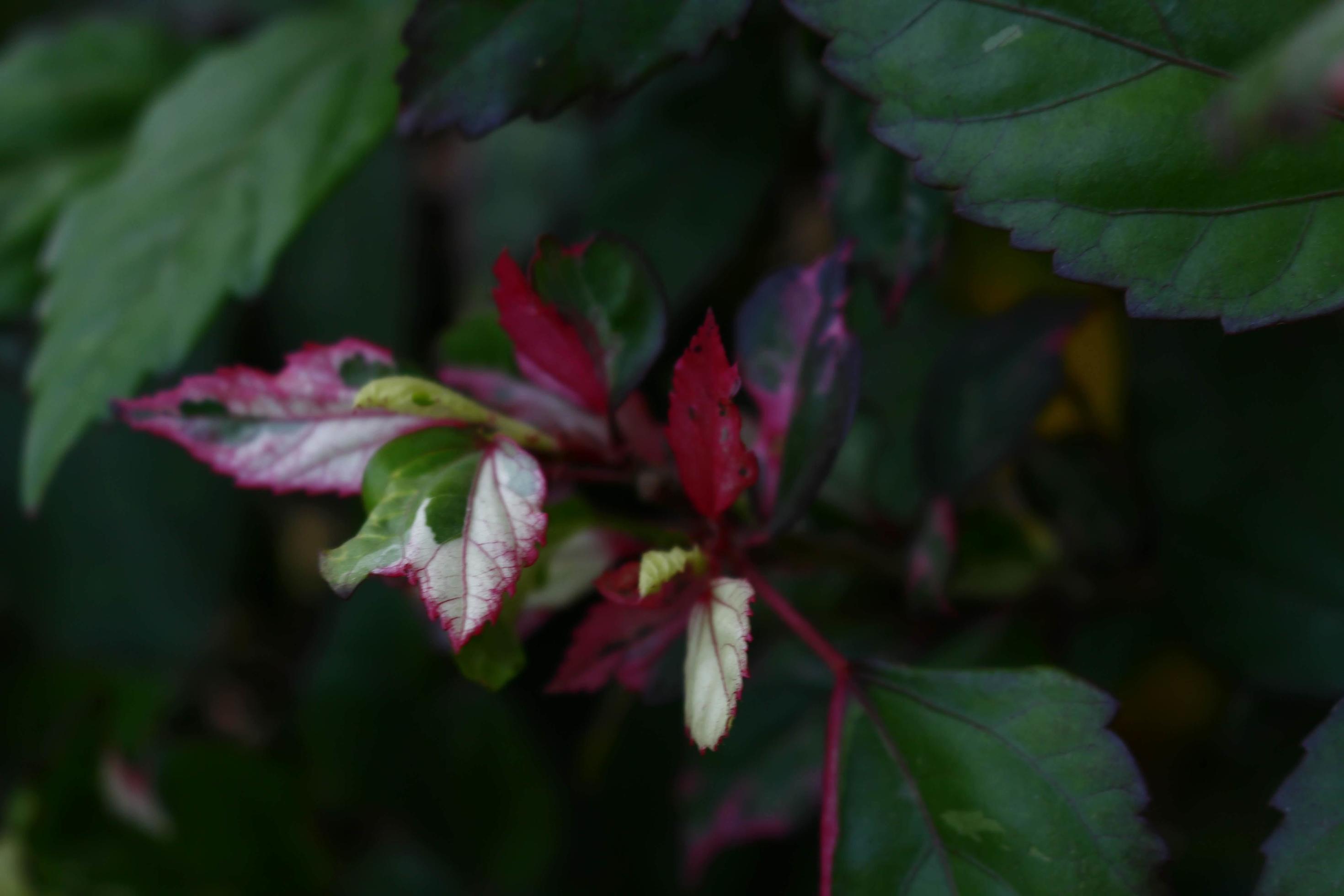 Flowering Plants in Outdoor Garden in Karachi Pakistan 2022 Stock Free