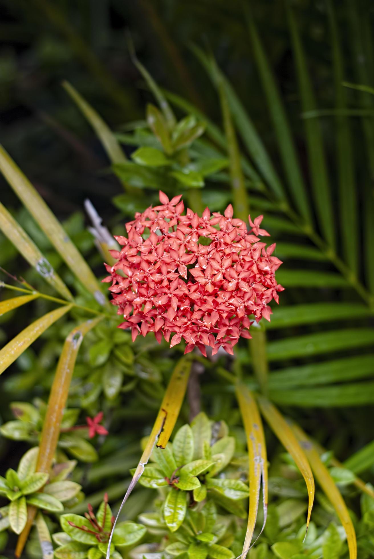 Ixora coccinea flower in selective focus and blurry background Stock Free