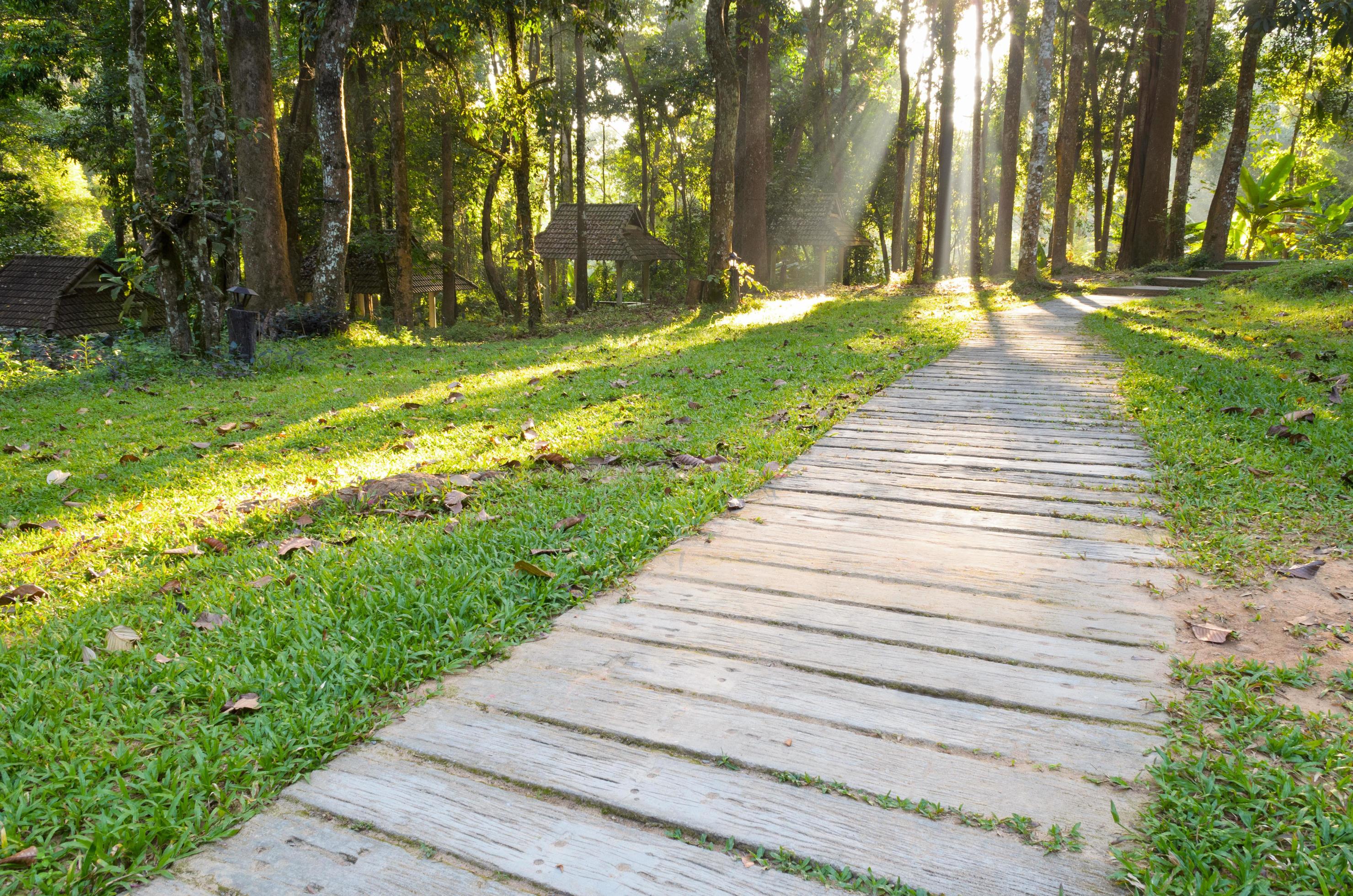 Pathways in tropical forests morning Stock Free