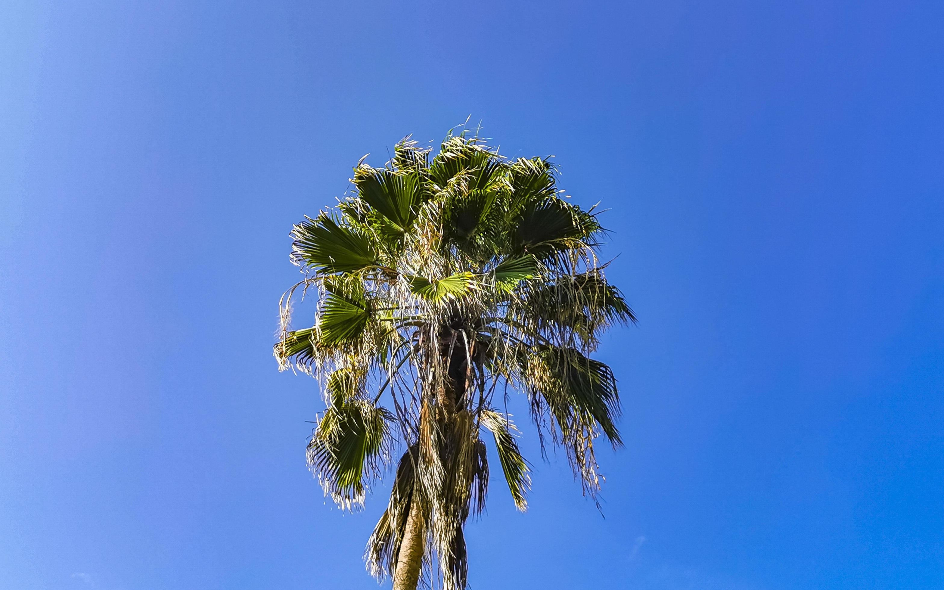 Tropical natural palm tree coconuts blue sky in Mexico. Stock Free