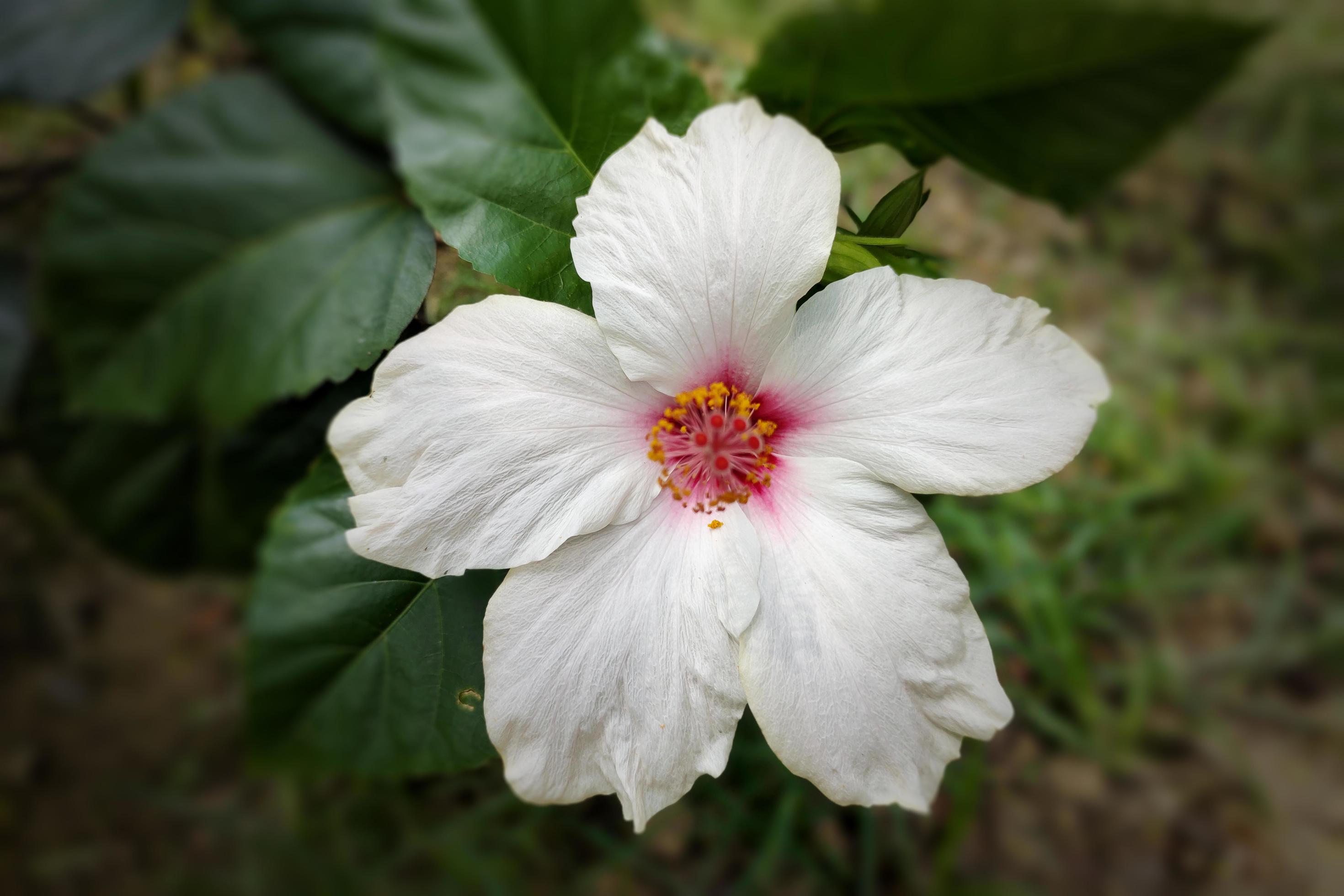 White China Rose, Shoeblack Plant Flower Stock Free