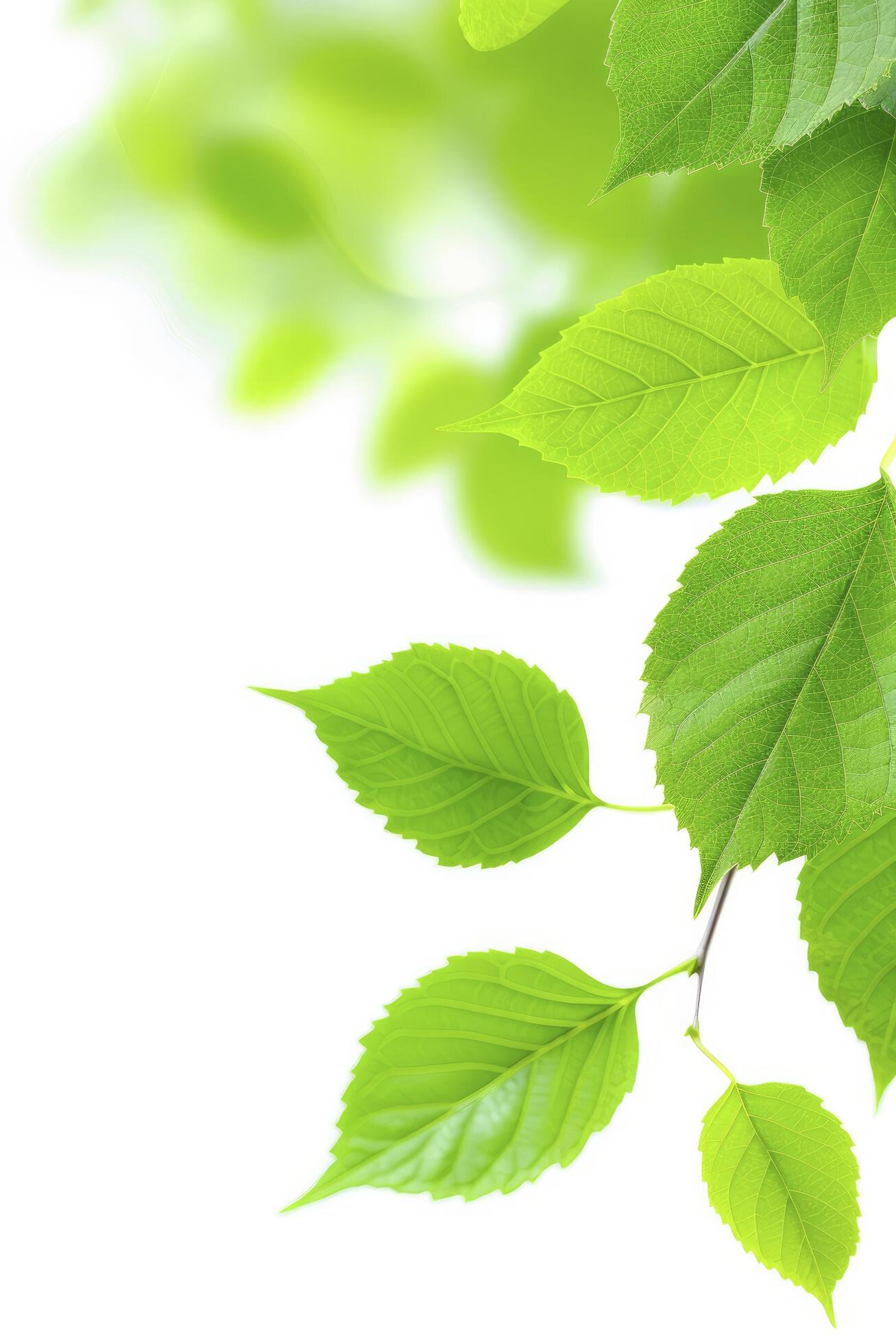 Green leaves flying in the air against a white background Stock Free