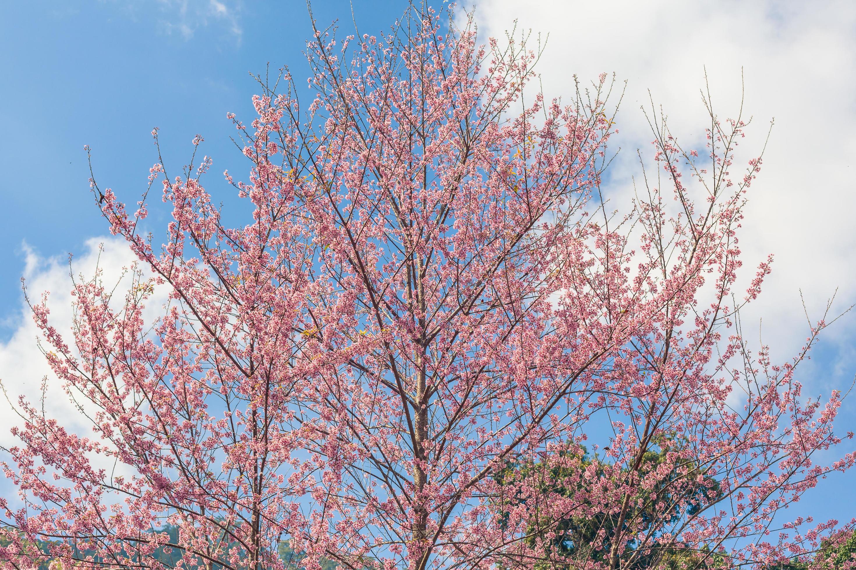 cherry blossom flower and sky clouds for natural background. Stock Free