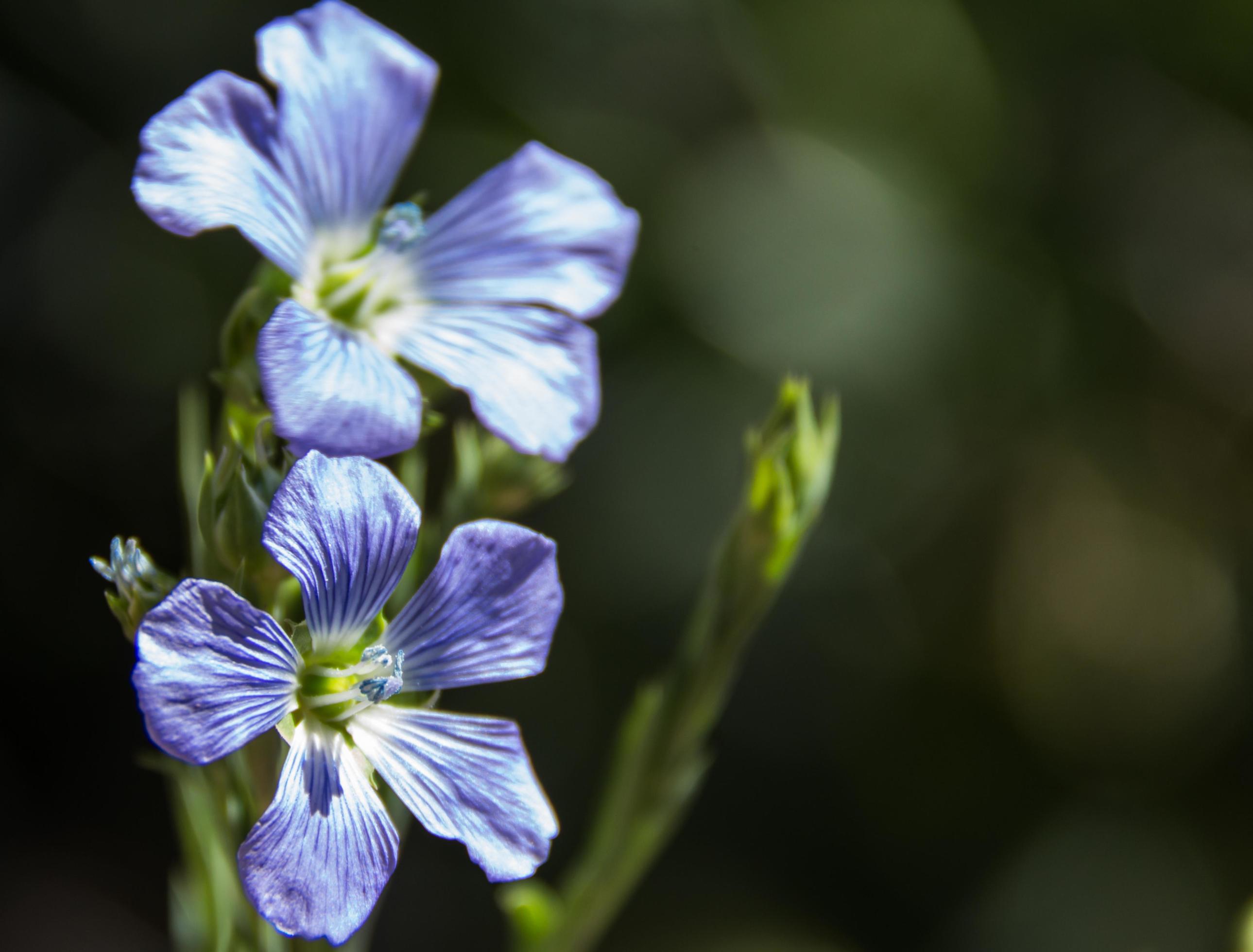 detail of the flax flower in the garden Stock Free