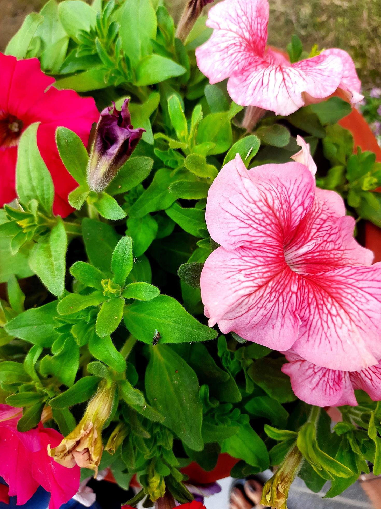 Petunia Flowers Stock Free Stock Free