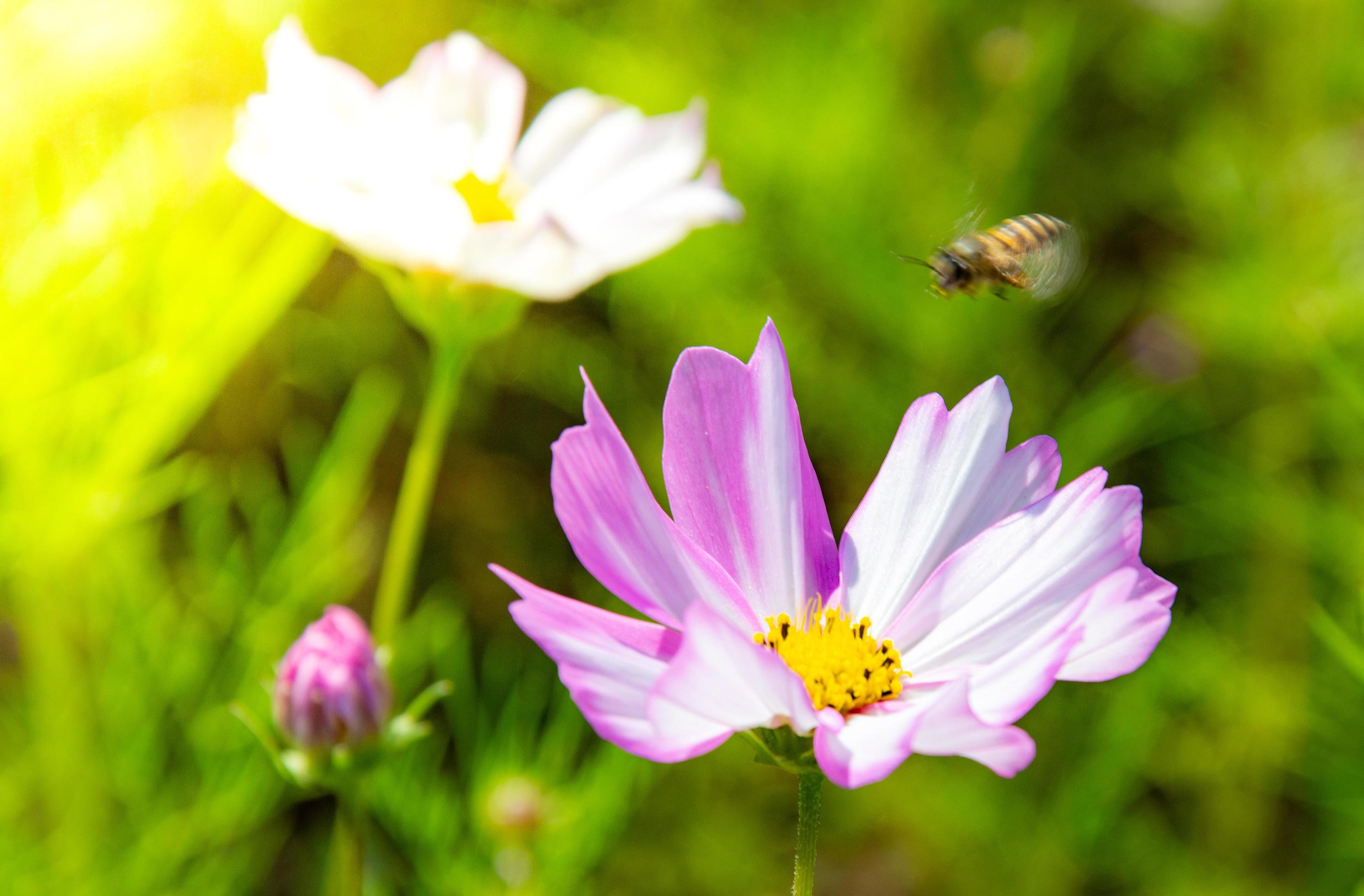 Pink cosmos flowers blooming outdoors, little bees flapping their wings, sunny afternoon in a botanical garden. copy space Stock Free