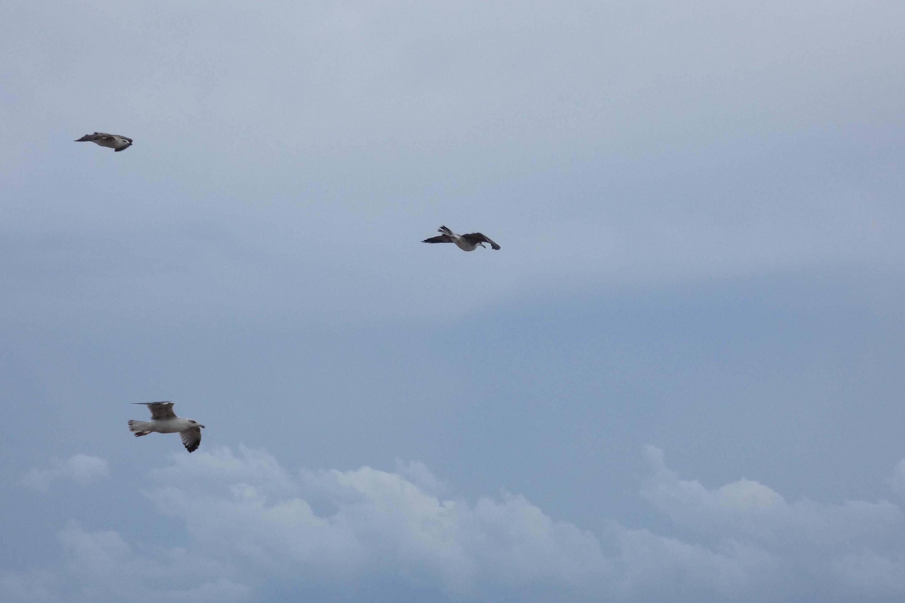 Wild seagulls in nature along the cliffs of the Catalan Costa Brava, Mediterranean, Spain. Stock Free