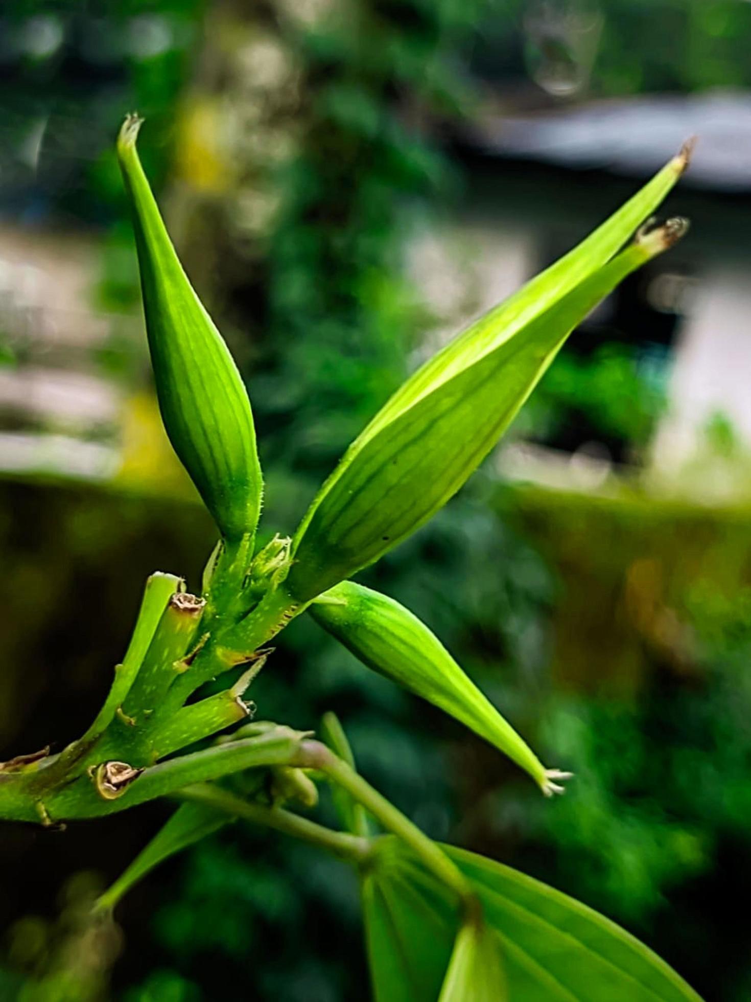 green natural Flower Wallpaper download Stock Free