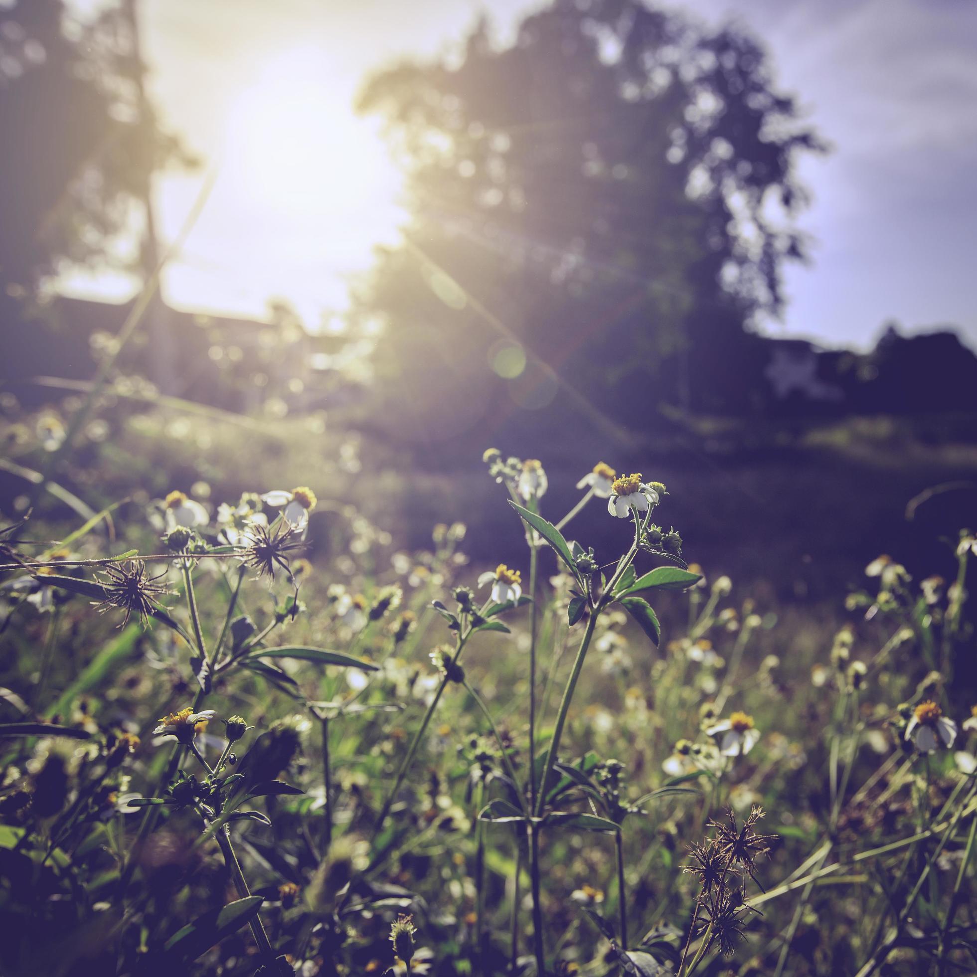 Vintage photo of beautiful flower and sunlight Stock Free