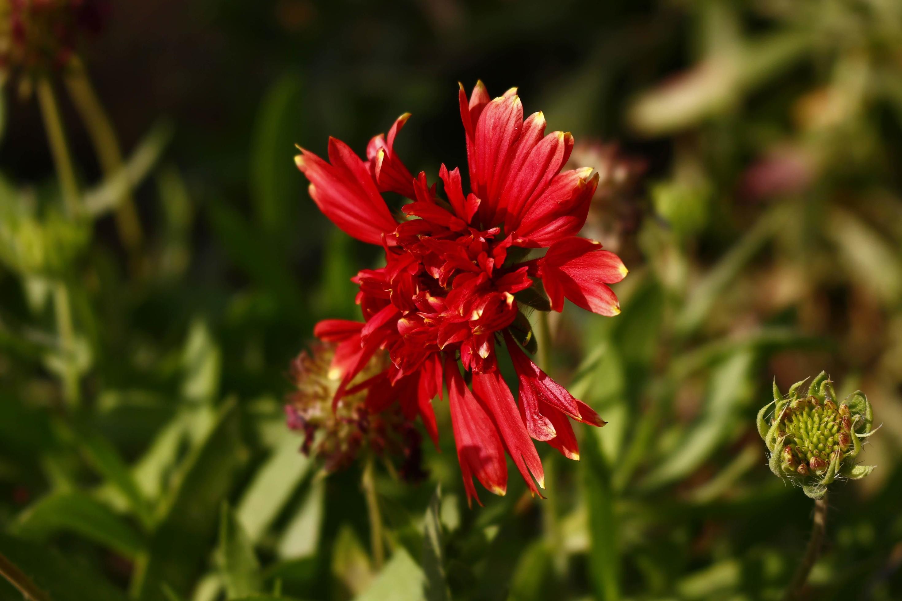 Bright Colorful Flowers In Outdoor Garden in Karachi Pakistan 2022 Stock Free