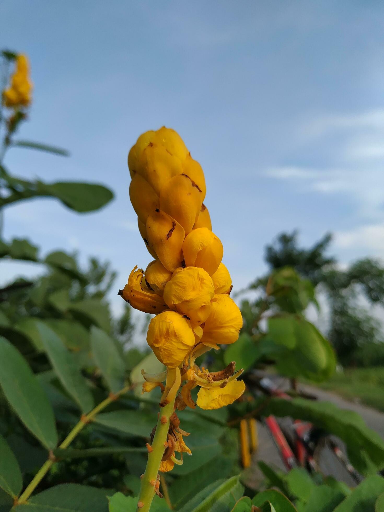 Yellow flower closeup photo Stock Free