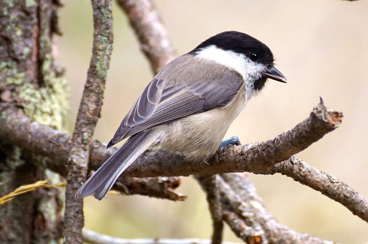 Bird Perching Outdoors Stock Free