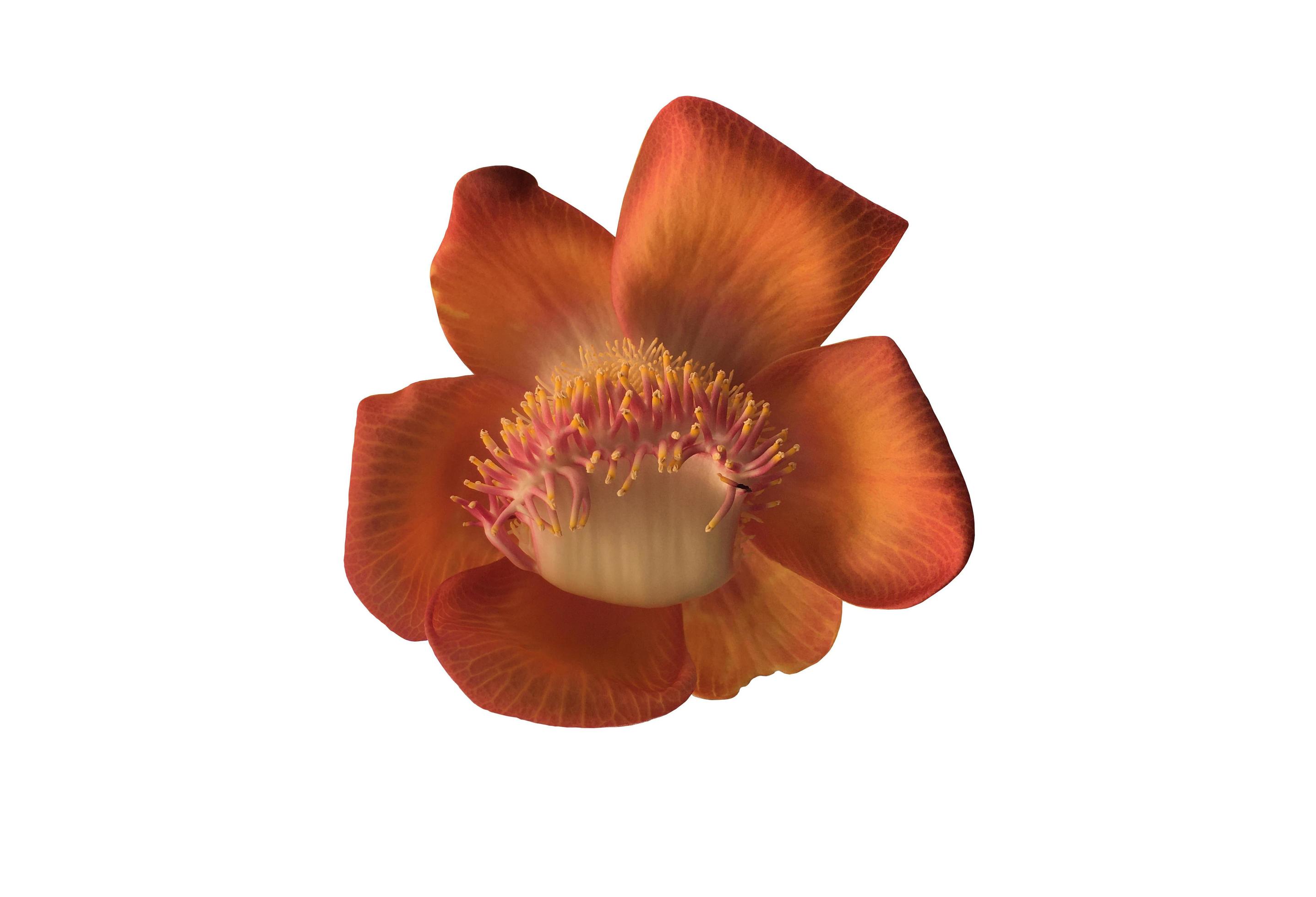 Isolated cannon ball flower with clipping paths. Stock Free