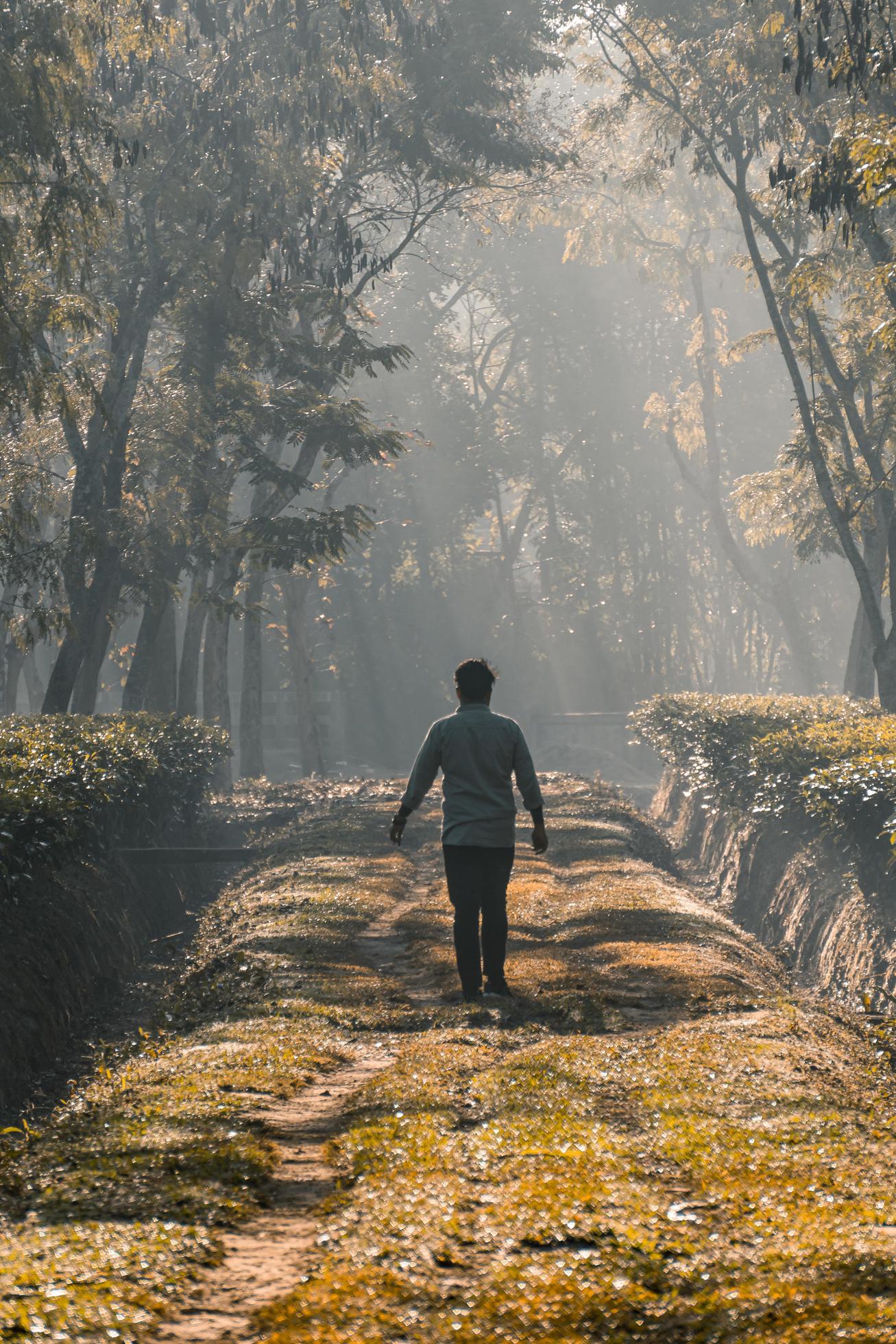 On a foggy morning, a person walking along a tree garden road Stock Free