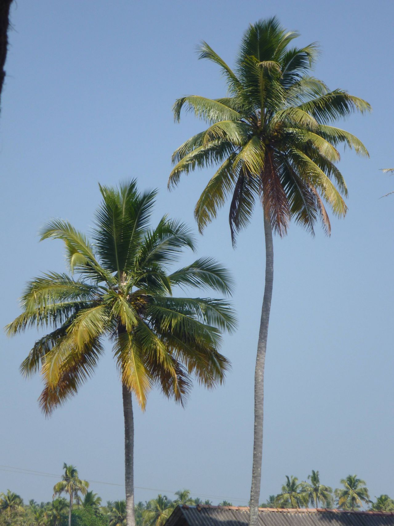 Tall Coconut Tree Stock Free