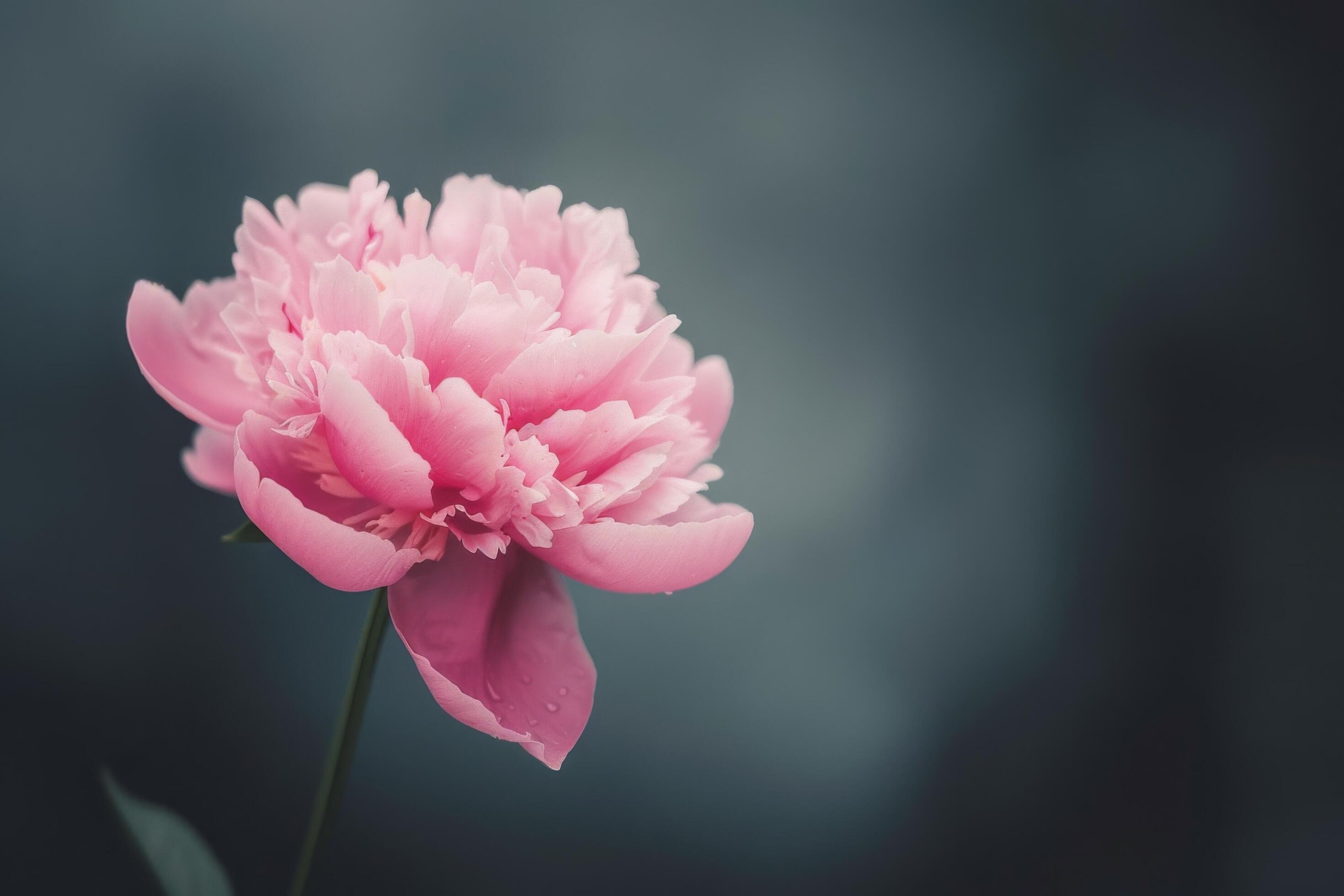 Pink Peony Flower Against a Dark Background Stock Free