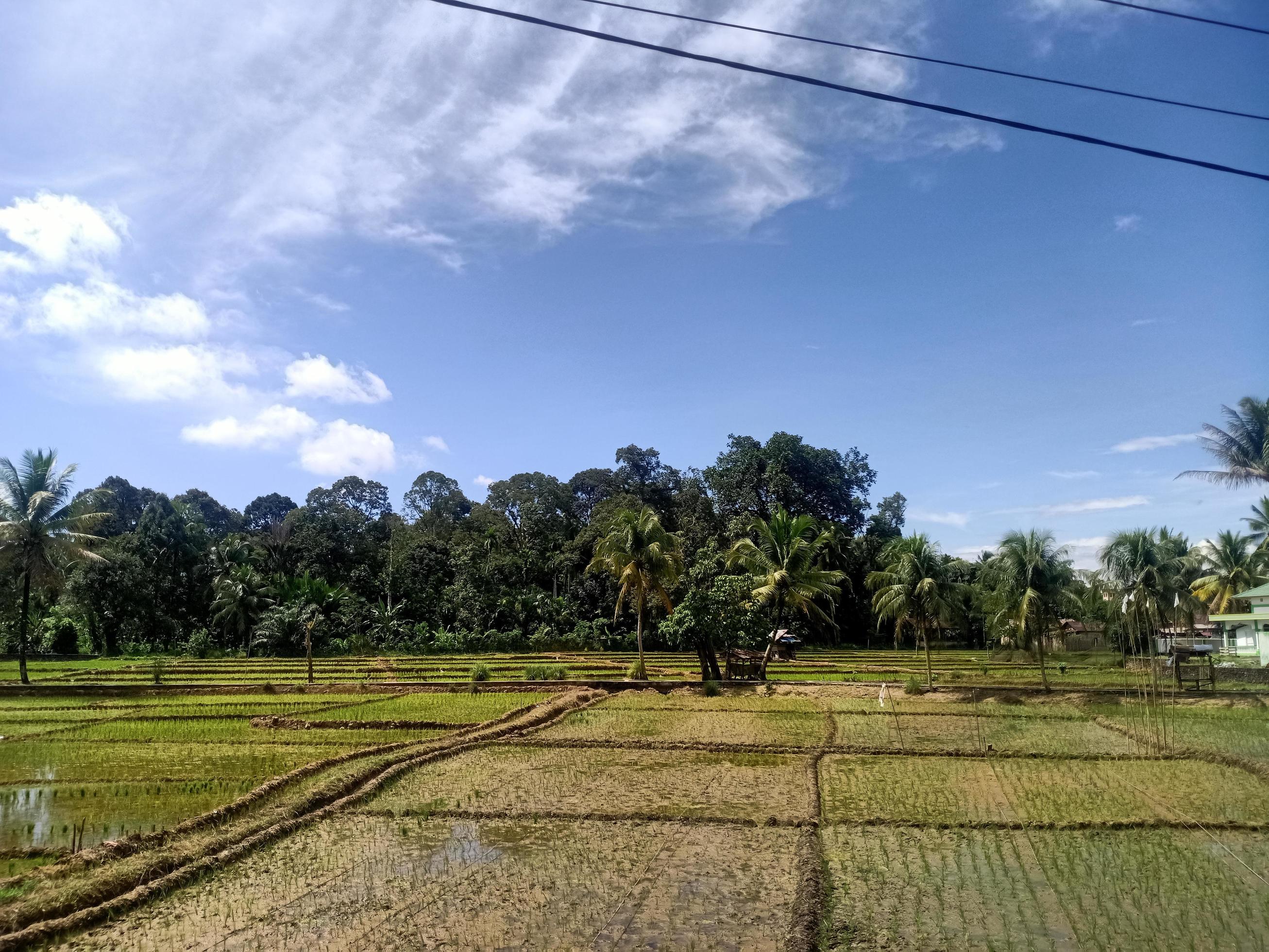 beautiful view clear blue sky and lots of natural green trees Stock Free