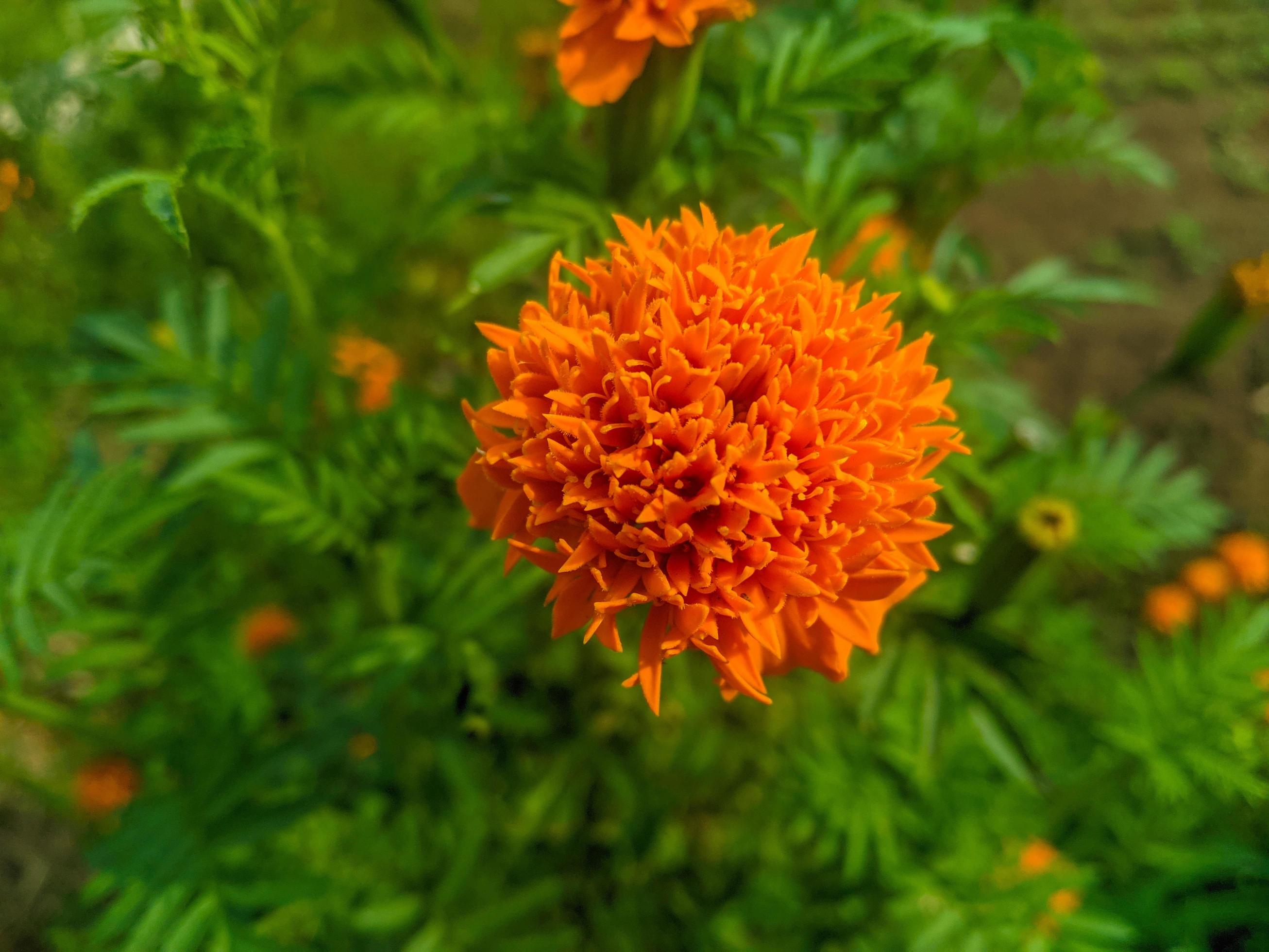 Orange marigold flowers. This flower has the meaning of beauty, wealth, fame, and warmth Stock Free