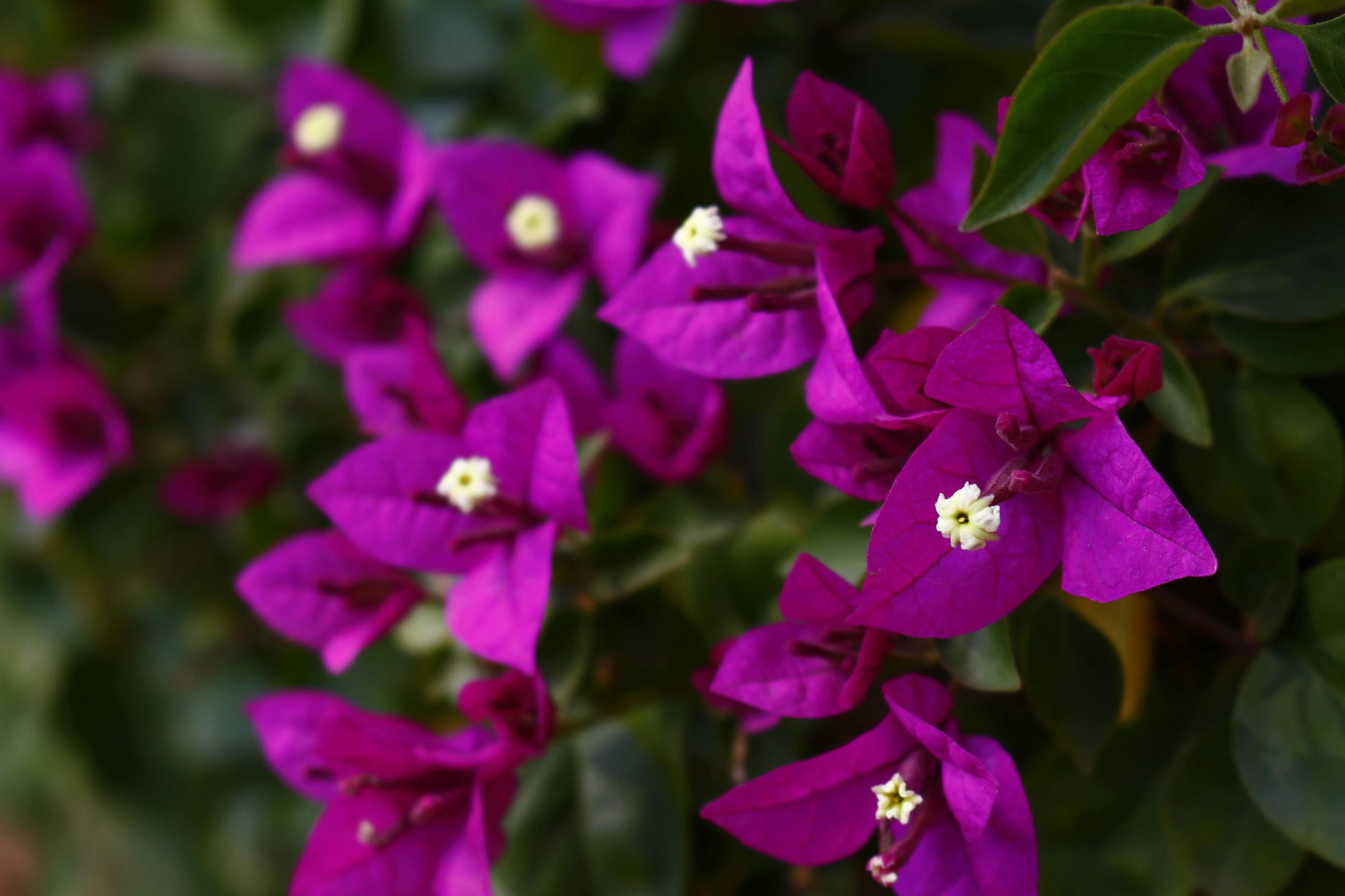 Bright Colored Flowering Plants in Outdoor Garden In Karachi Pakistan 2022 Stock Free