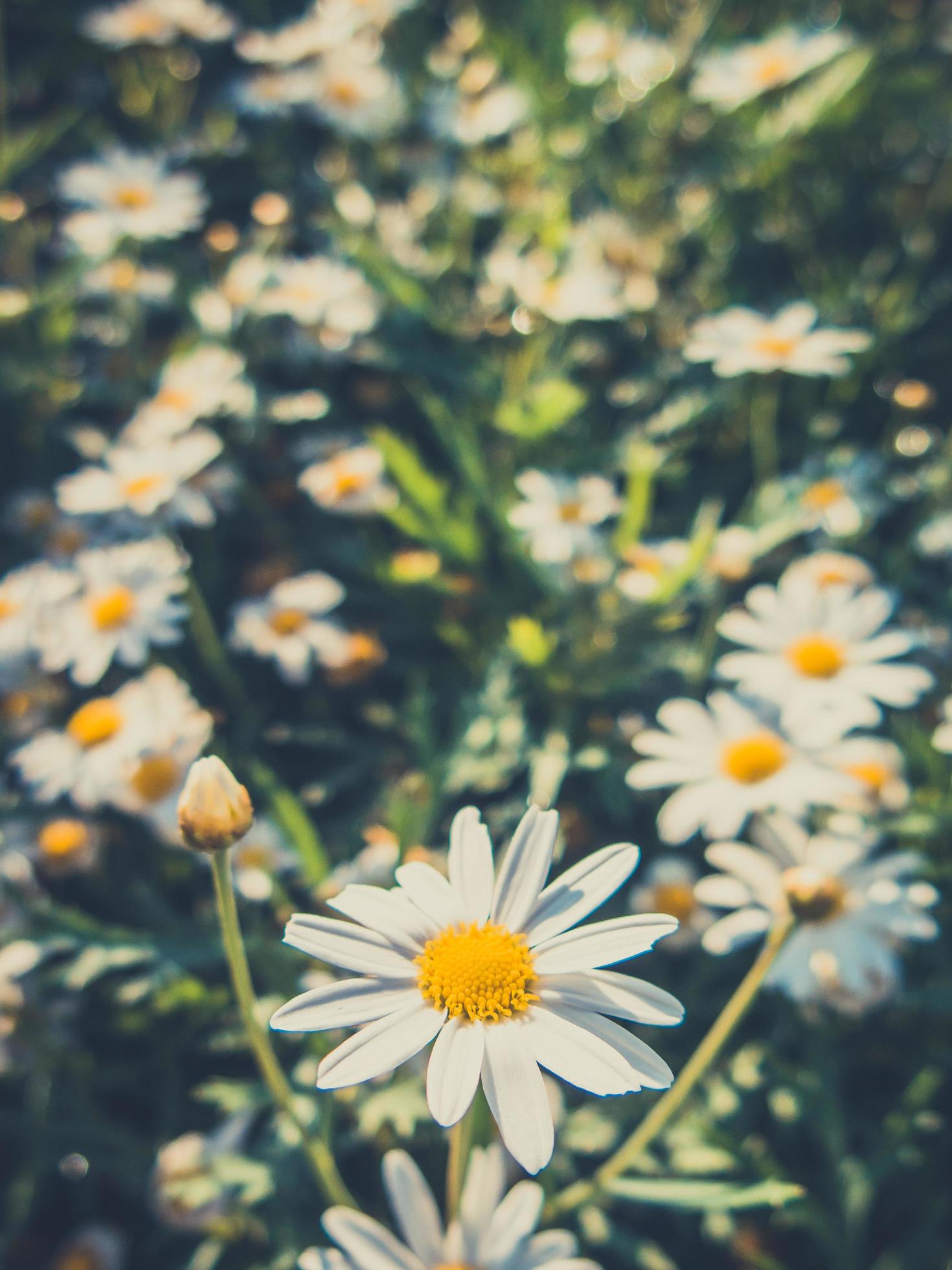 Daisies flowers for vintage background Stock Free