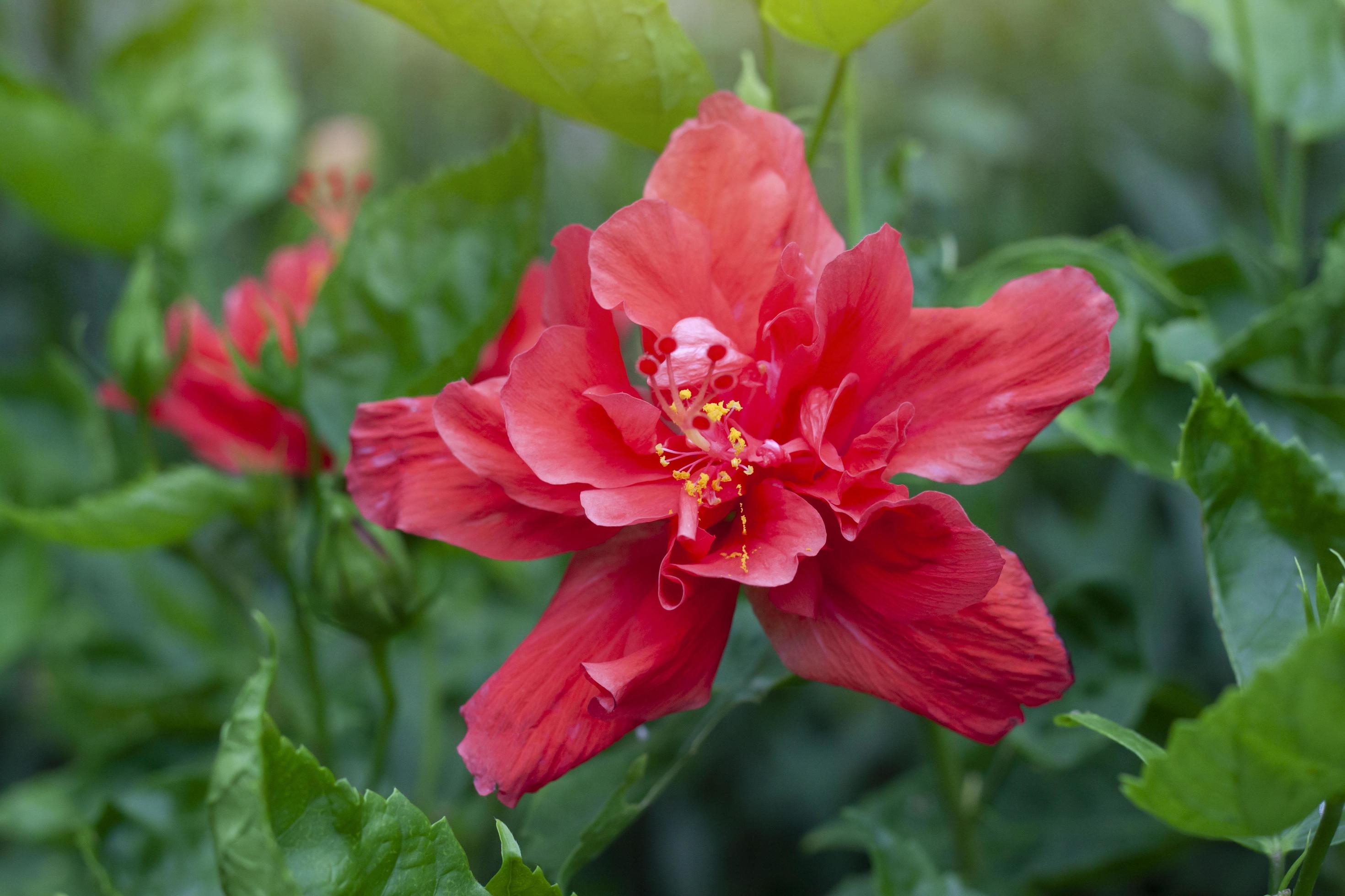 Red hibiscus flower, chinese rose or chaba flower bloom on blur nature background. Stock Free