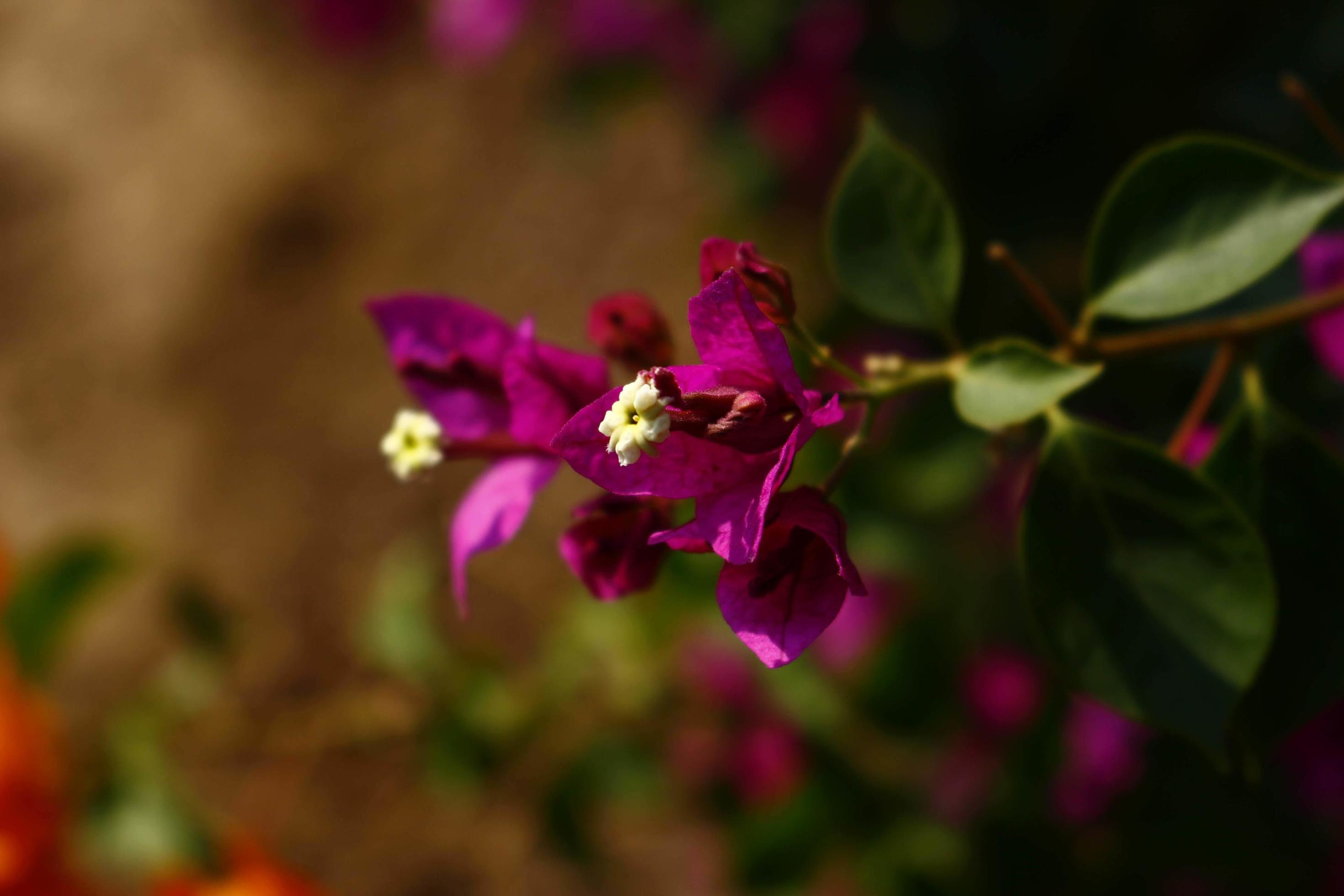 Bright Colored Flowering Plants in Outdoor Garden In Karachi Pakistan 2022 Stock Free