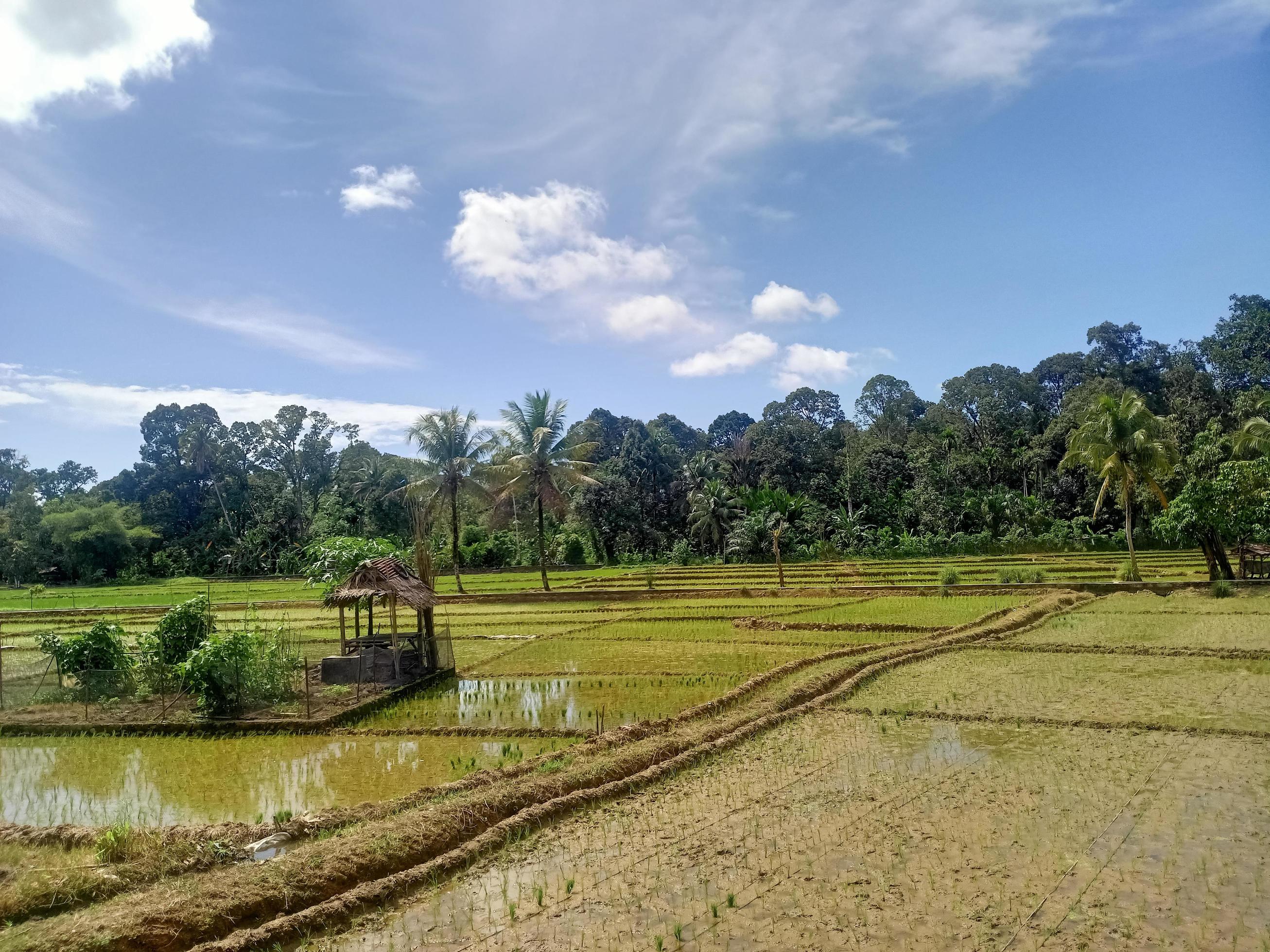 beautiful view clear blue sky and lots of natural green trees Stock Free