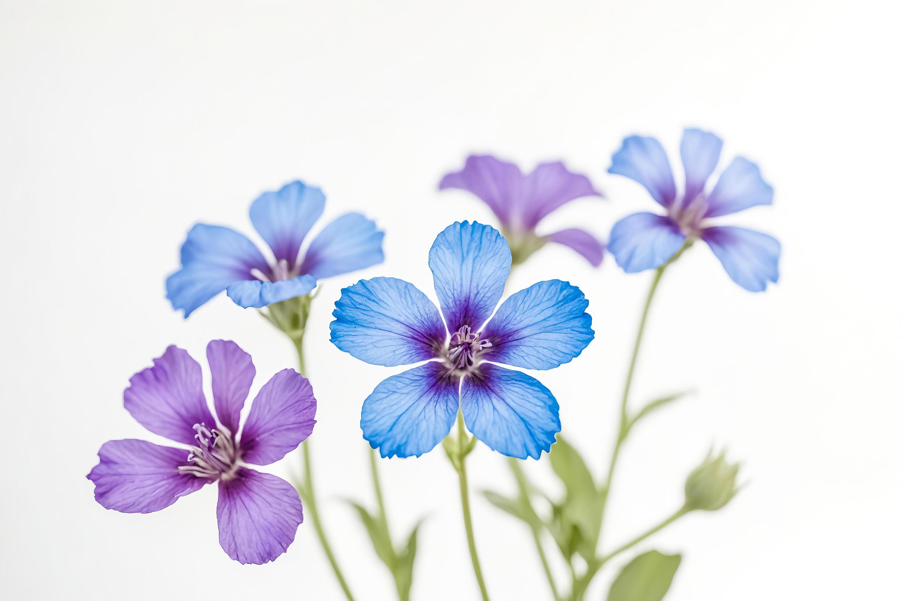 Delicate Blue and Purple Flowers on White Background Stock Free